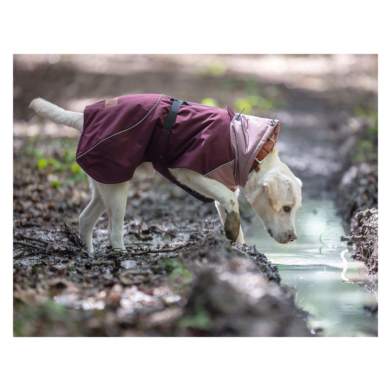 pawberry Hunde-Wintermantel Tallinn – Ansicht 4
