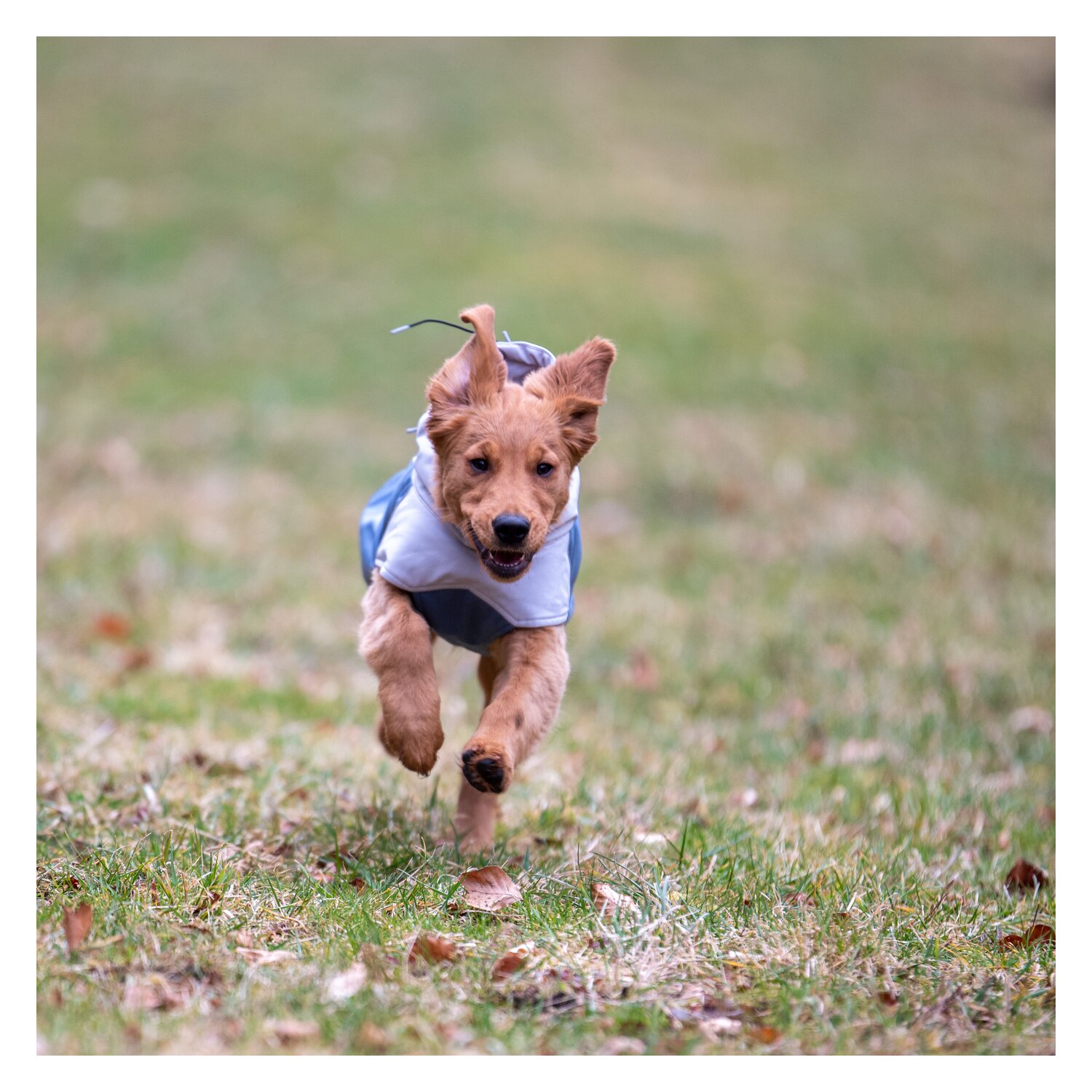 pawberry Hunde-Wintermantel Tallinn – Ansicht 4