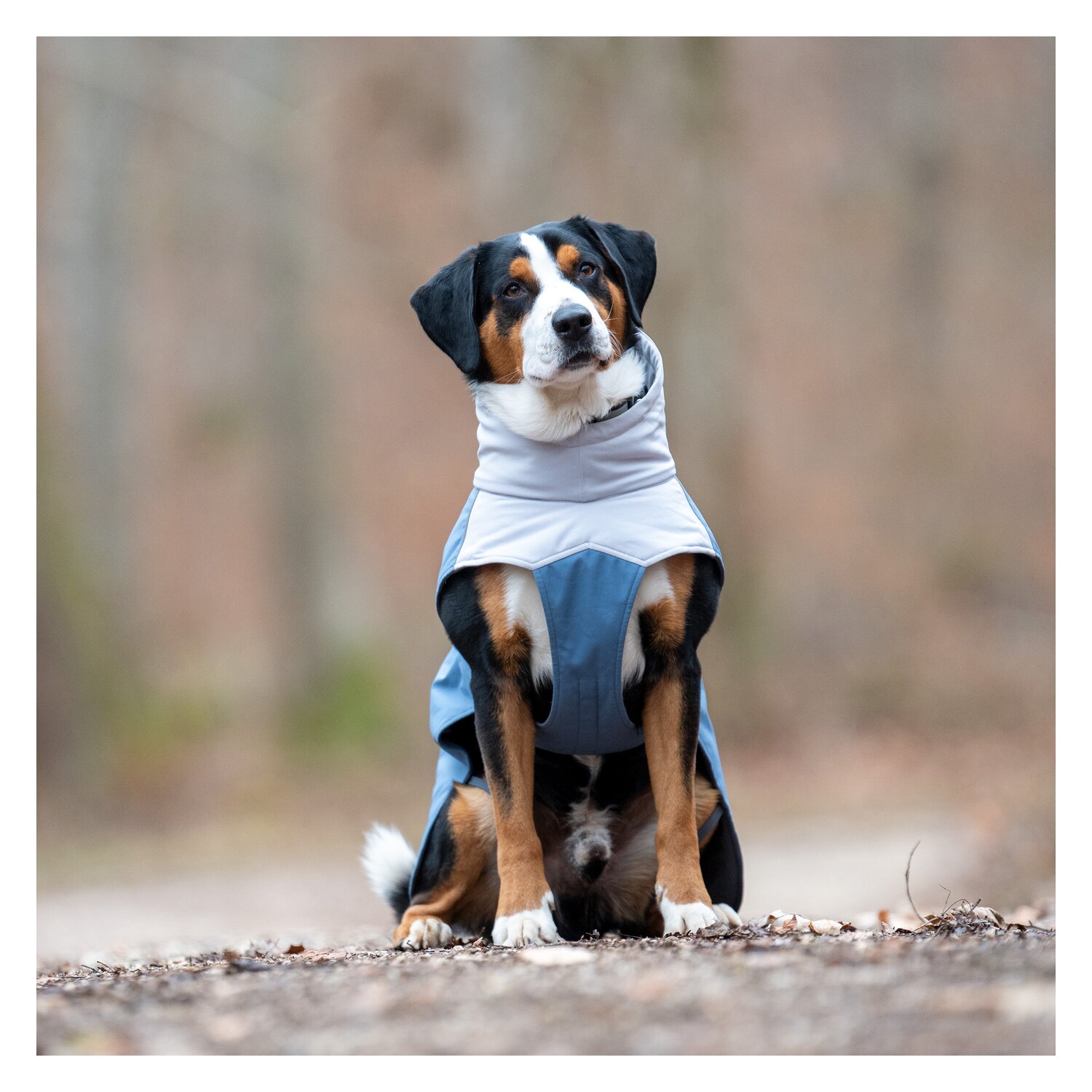 pawberry Hunde-Wintermantel Tallinn – Ansicht 5