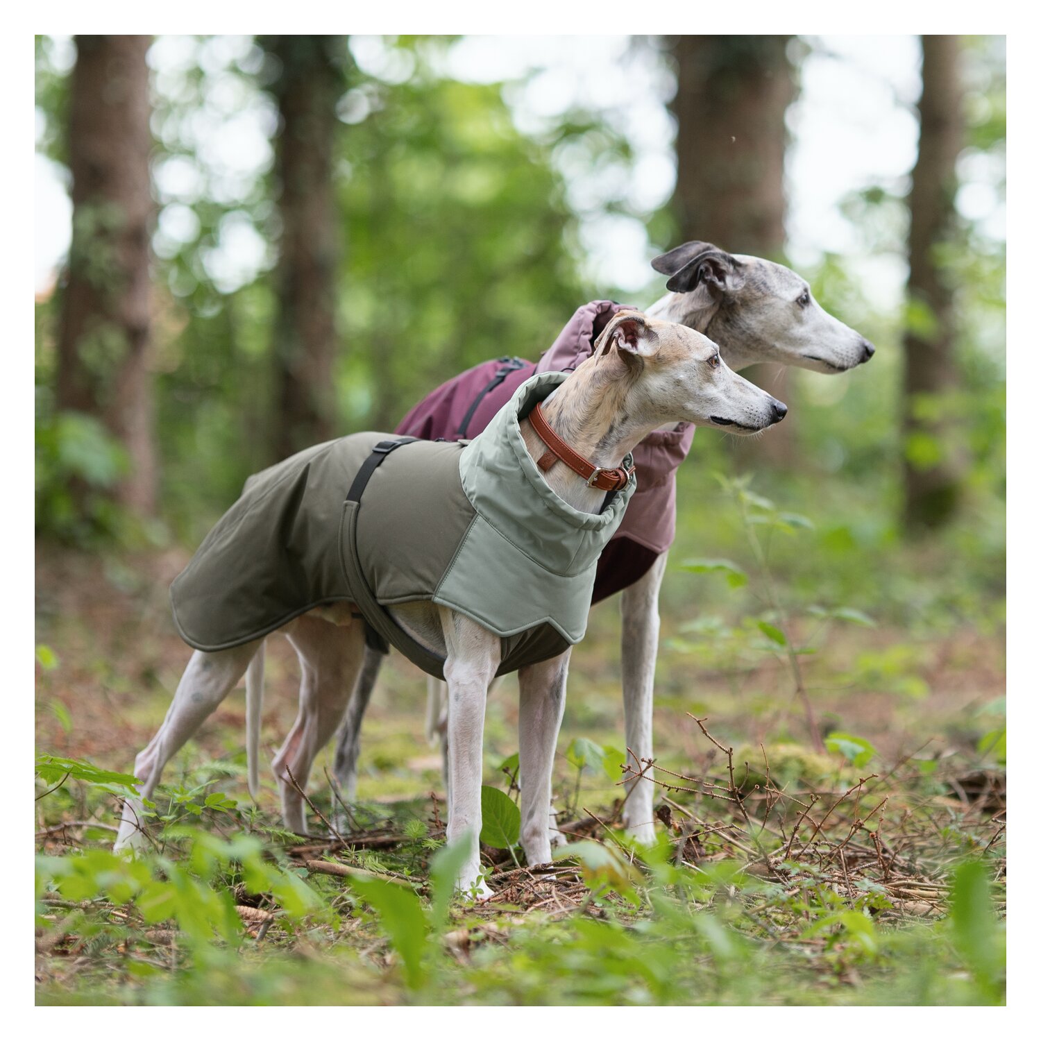 pawberry Hunde-Wintermantel Tallinn – Ansicht 3