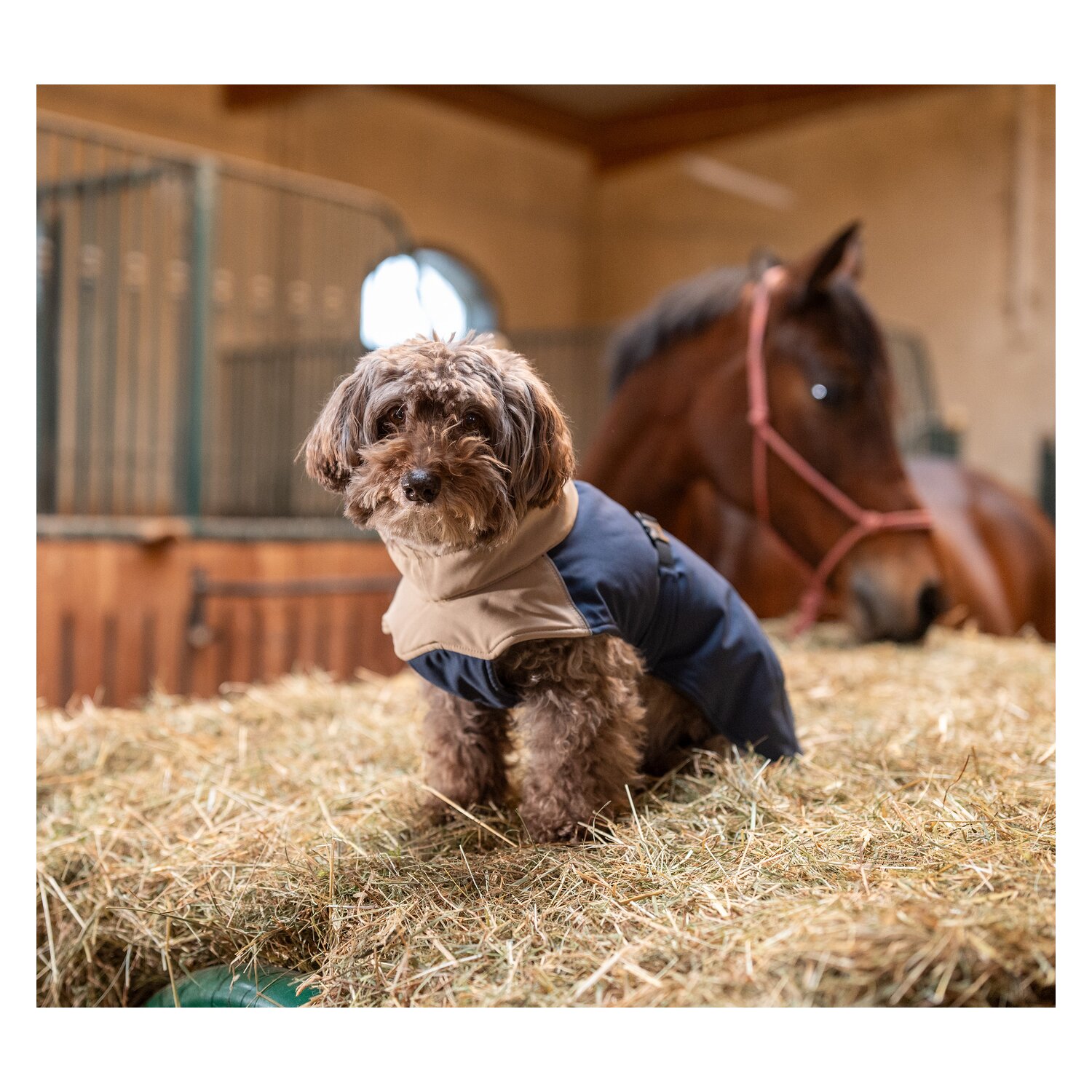 pawberry Hunde-Wintermantel Random – Ansicht 7