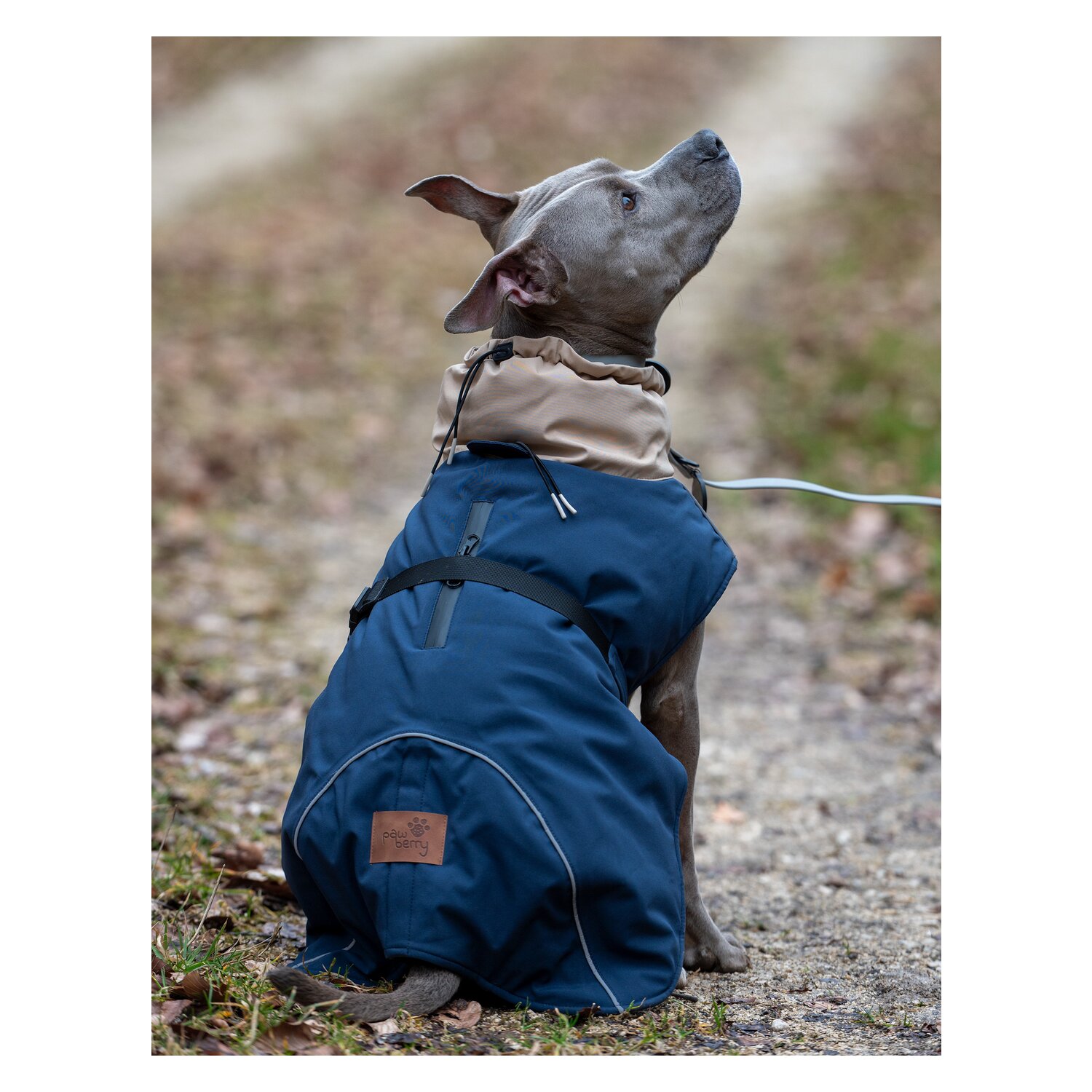 pawberry Hunde-Wintermantel Random – Ansicht 2