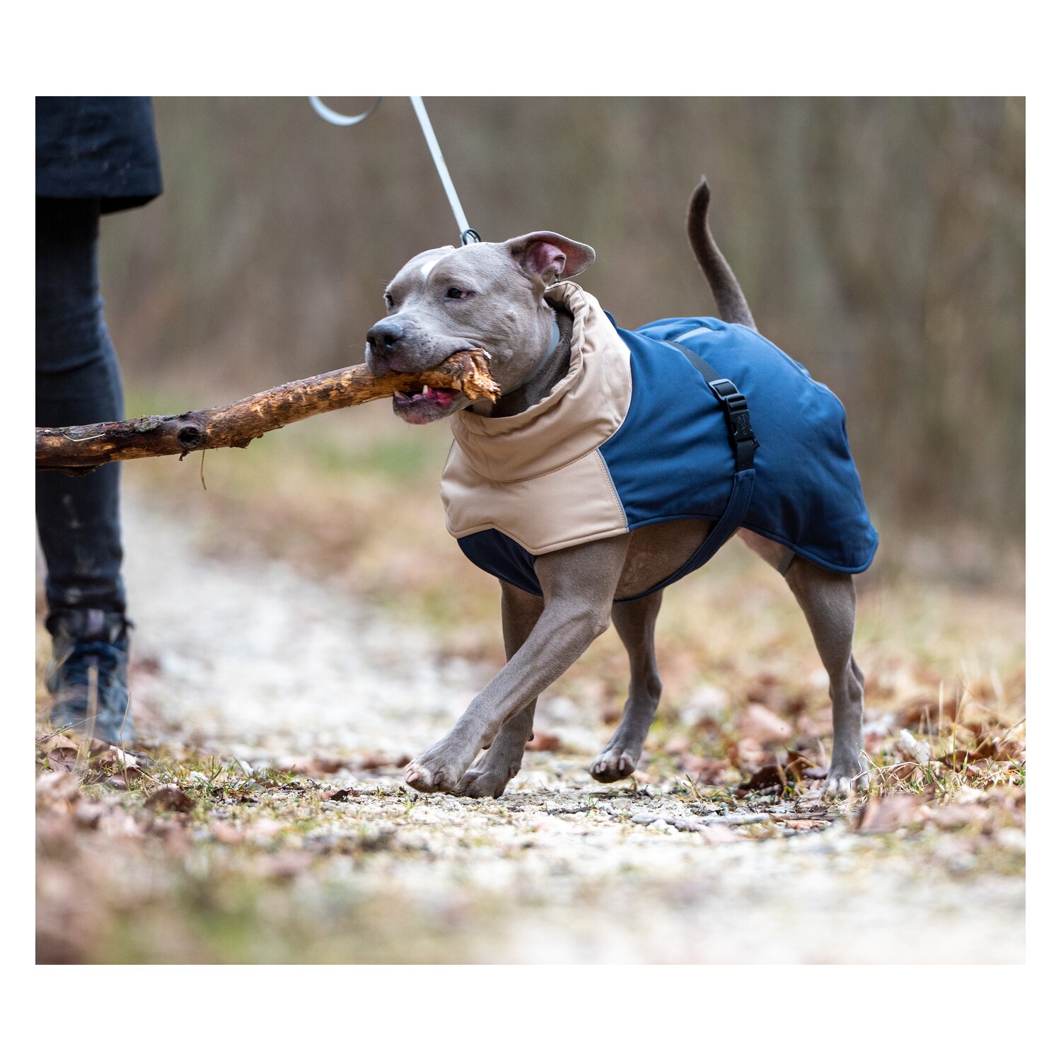 pawberry Hunde-Wintermantel Random – Ansicht 9