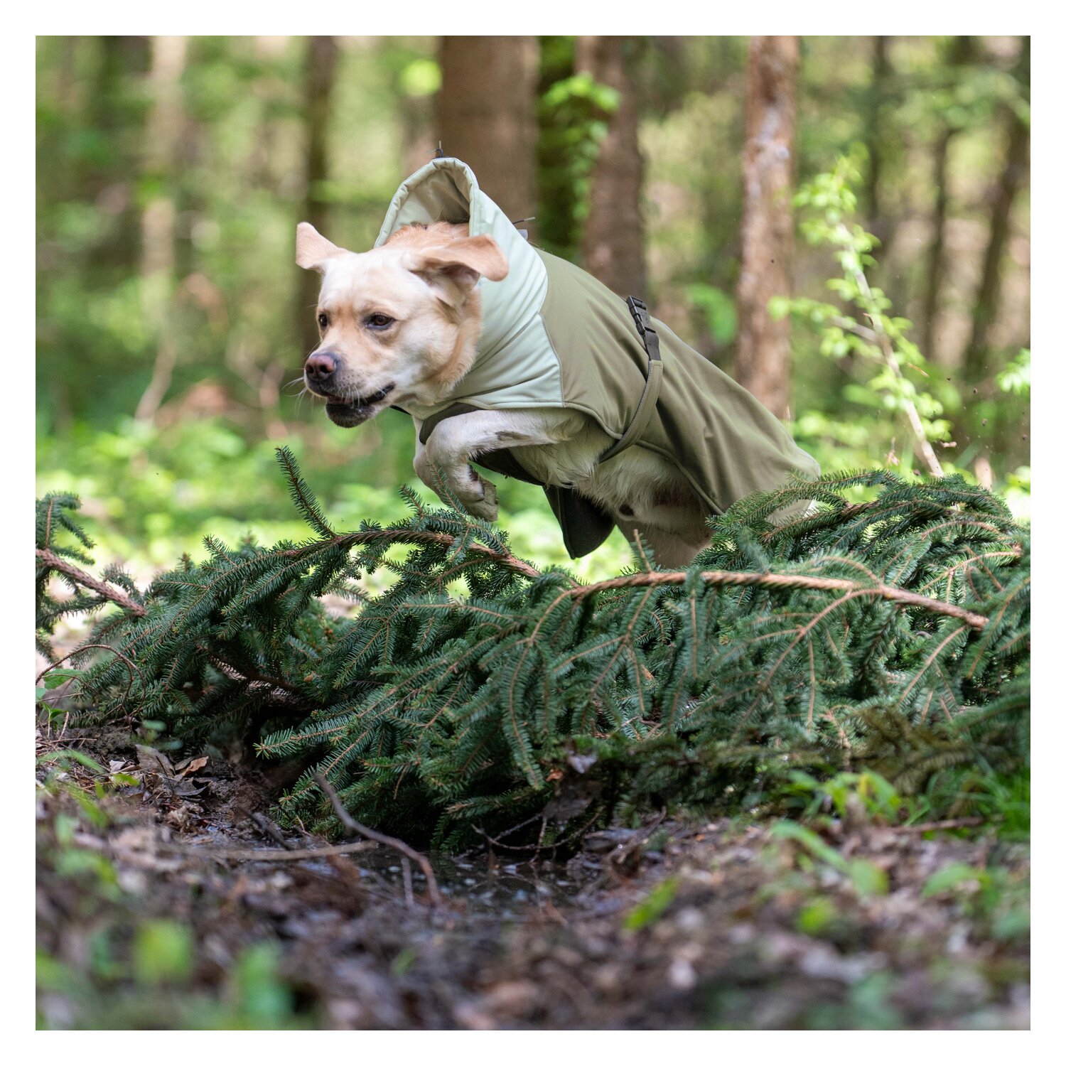 pawberry Hunde-Wintermantel Random – Ansicht 6