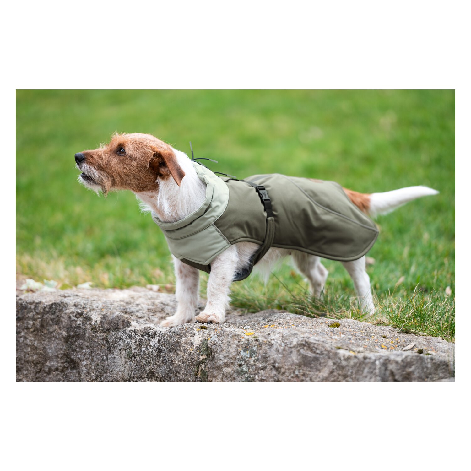 pawberry Hunde-Wintermantel Random – Ansicht 3