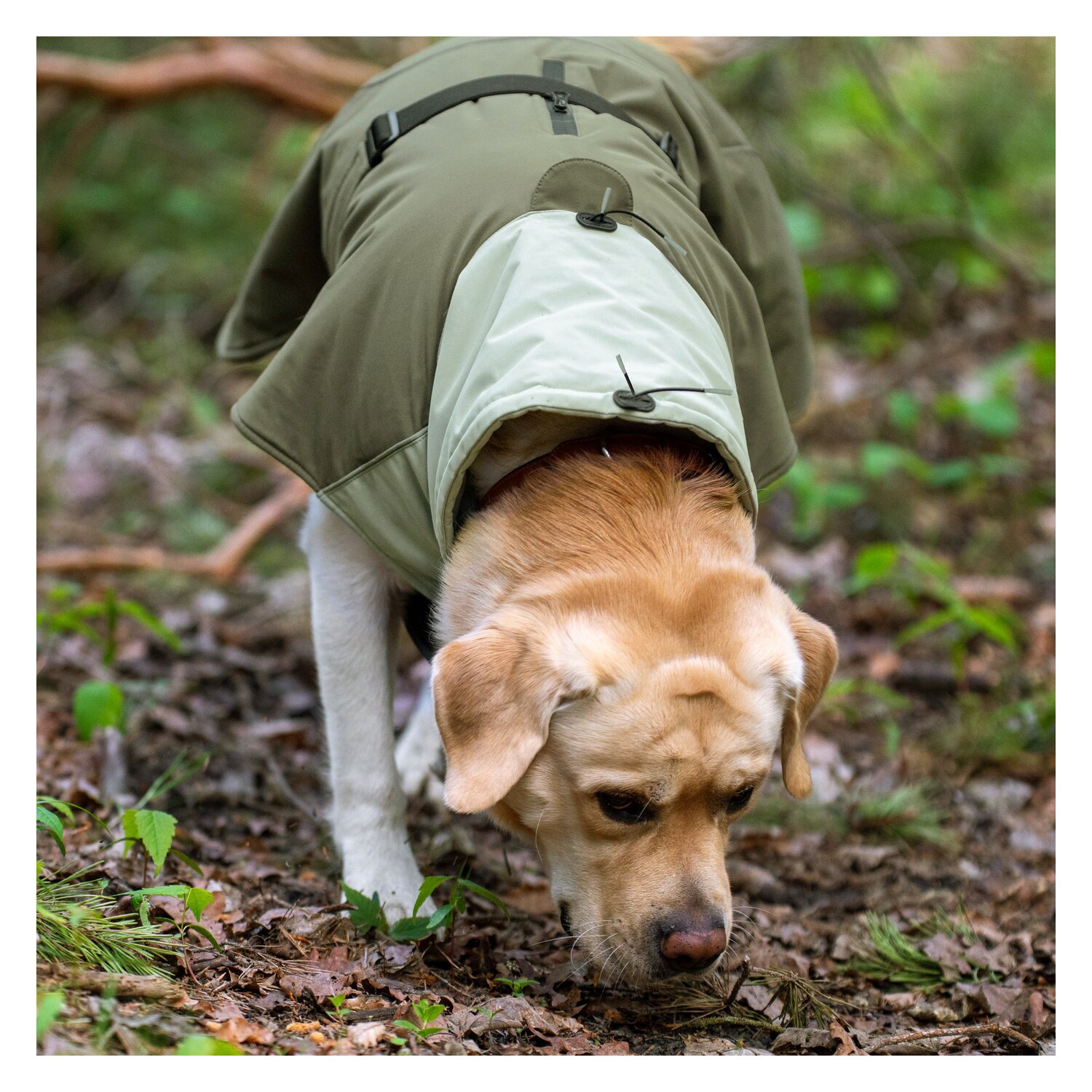 pawberry Hunde-Wintermantel Random – Ansicht 4