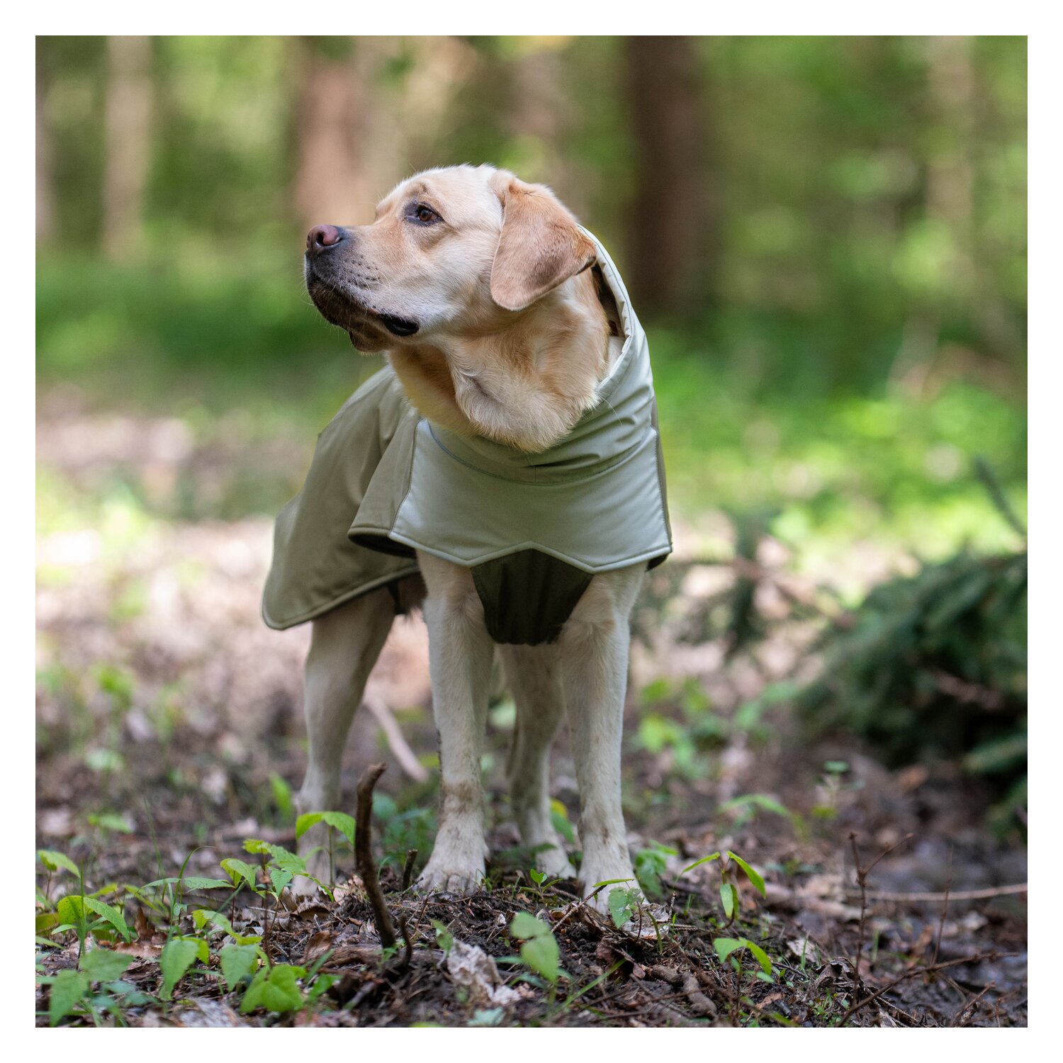 pawberry Hunde-Wintermantel Random – Ansicht 5