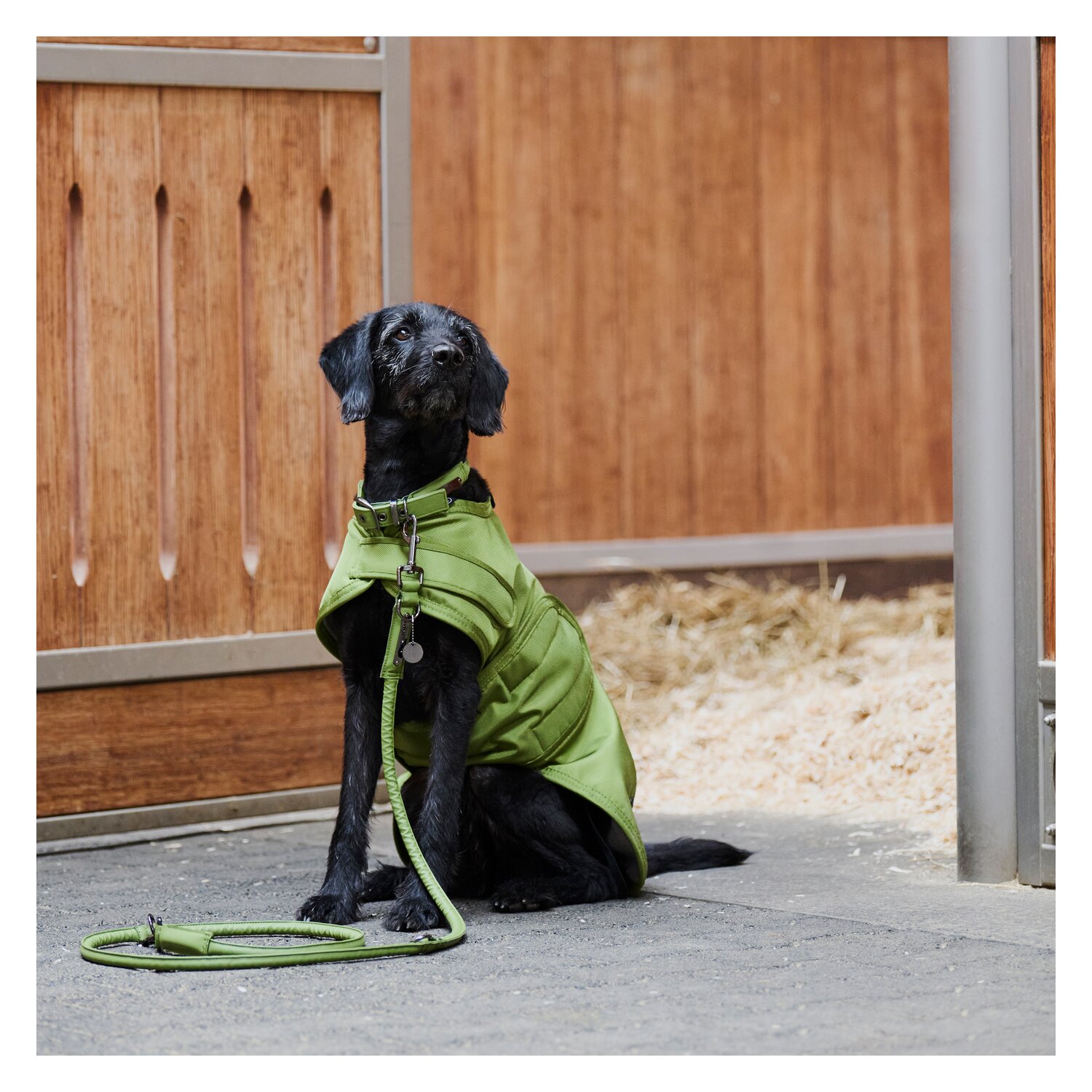 ESKADRON Platinum Hundeset Faux Leather – Ansicht 2