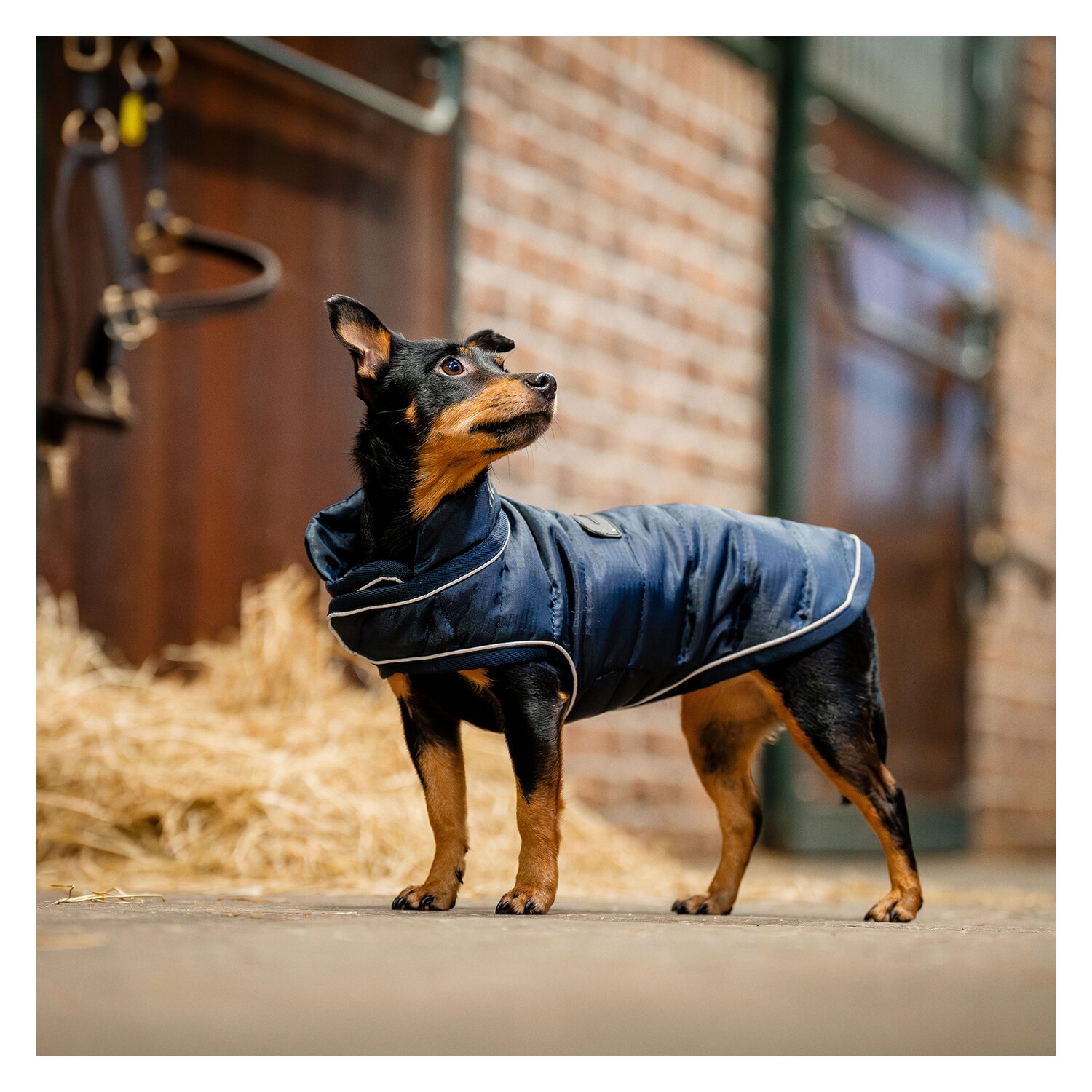 HORSEWARE Hunde-Wintermantel – Ansicht 1