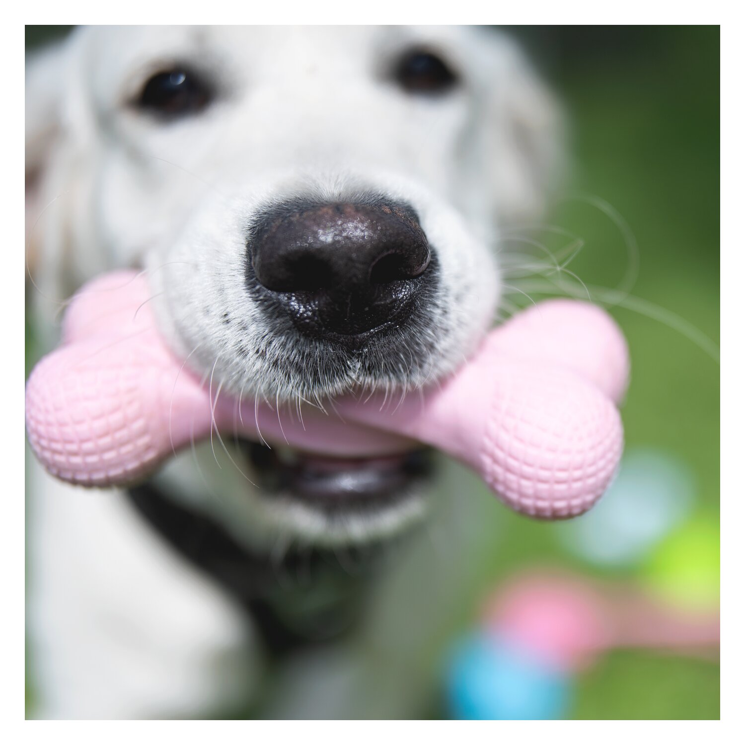 pawberry Knochen – Ansicht 2