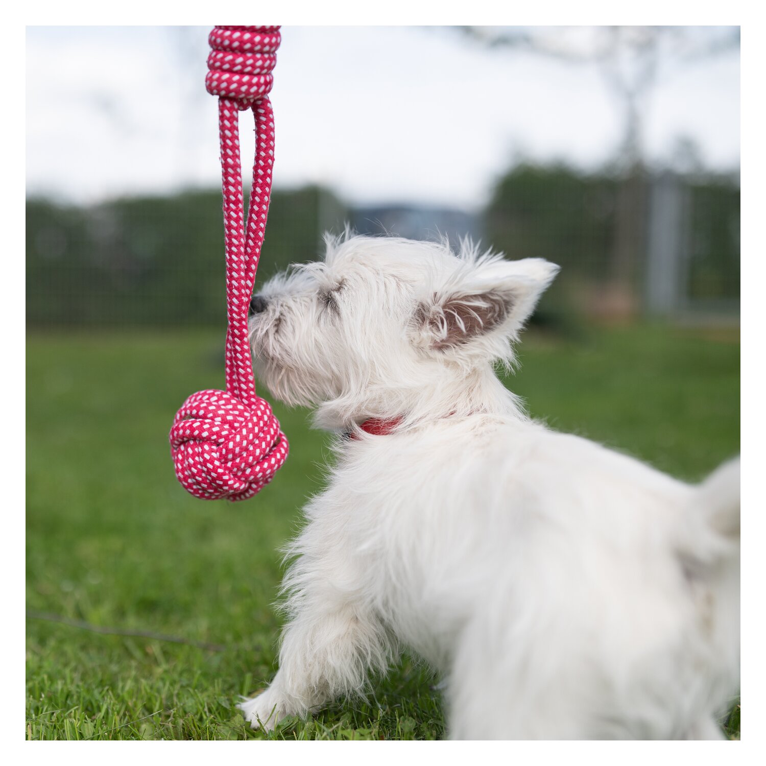 pawberry Tauspielzeug mit Griff – Ansicht 3