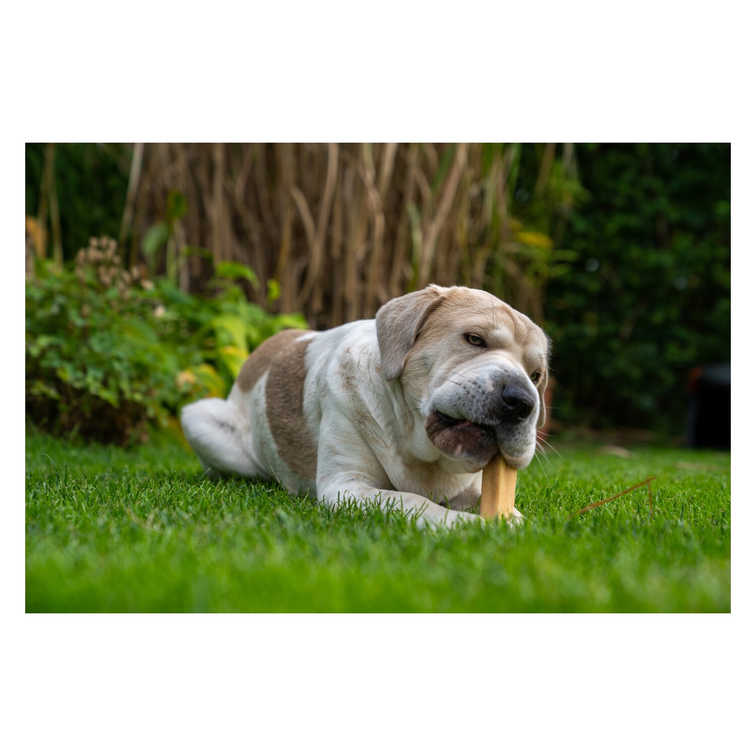 DAUERKAUER Käsekauknochen – Ansicht 2