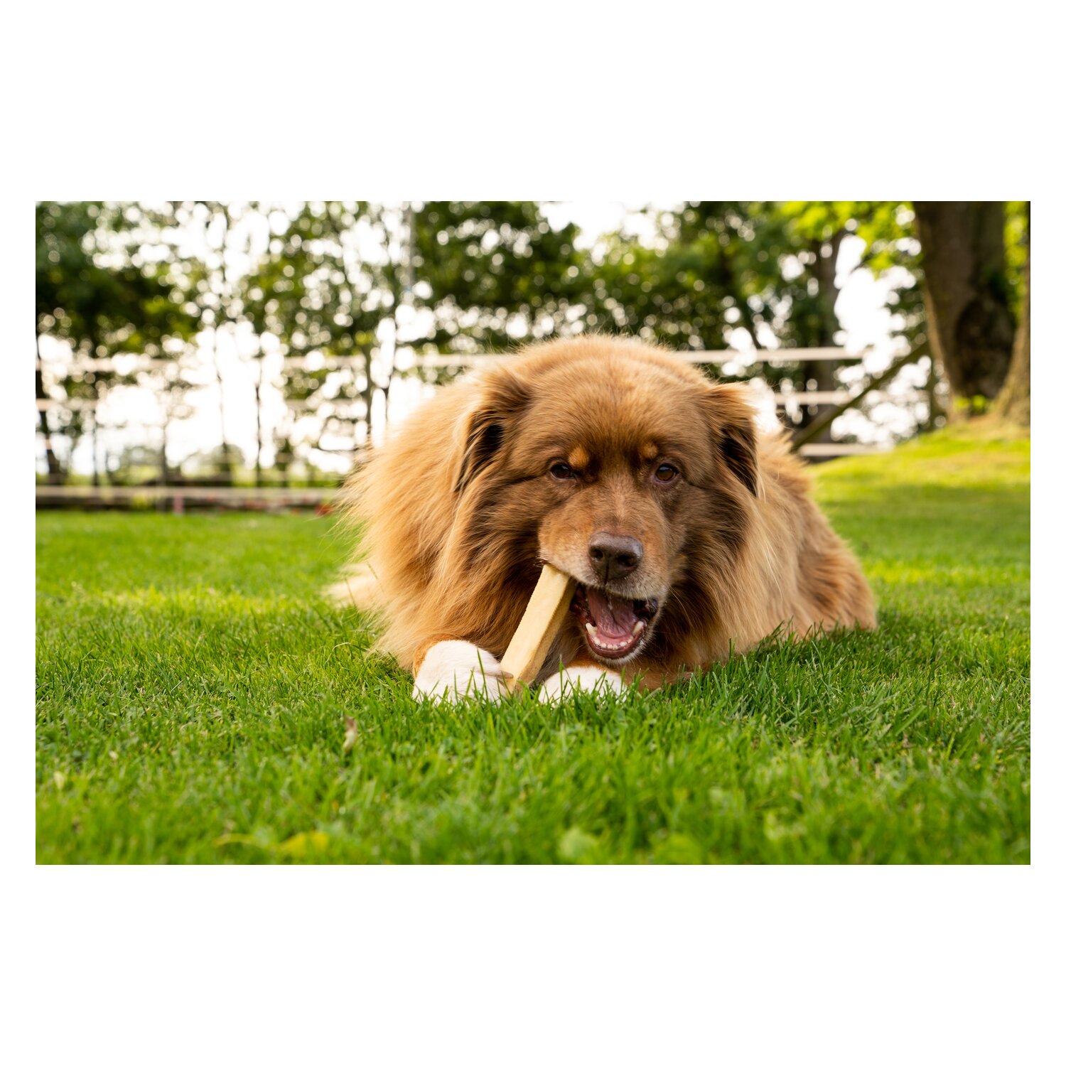 DAUERKAUER Käsekauknochen – Ansicht 3