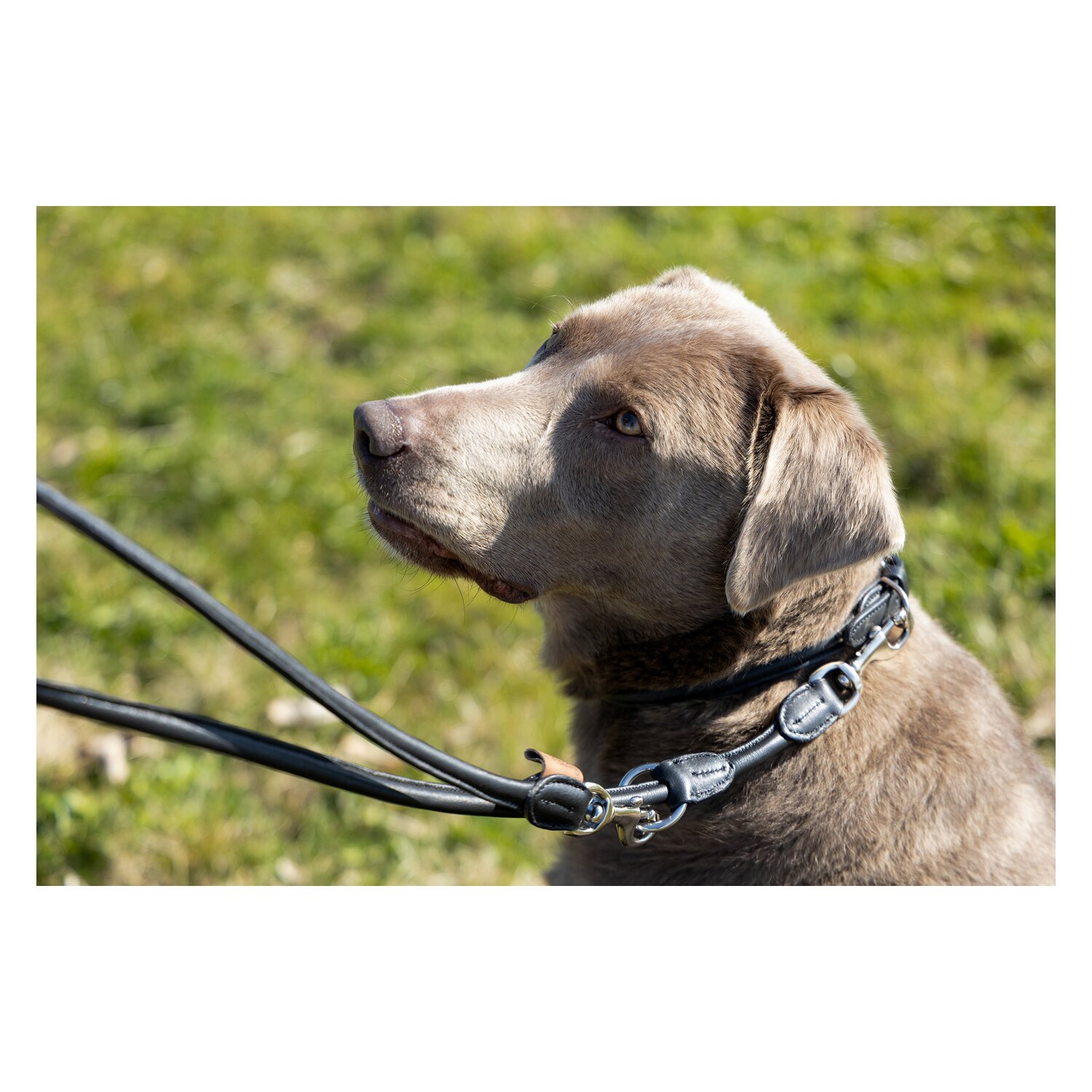 pawberry Hundehalsband Lyon &ndash; Ansicht 3
