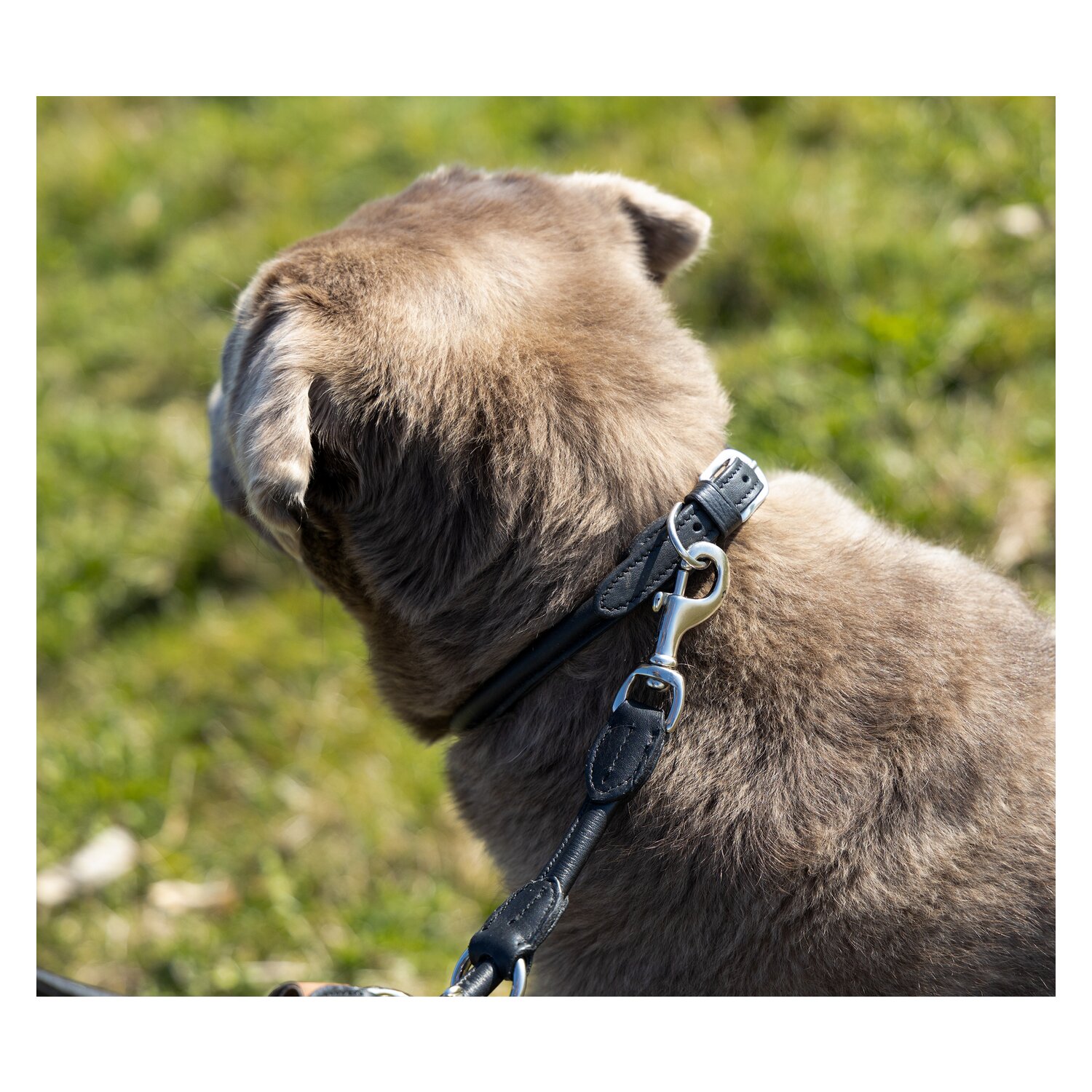pawberry Hundehalsband Lyon &ndash; Ansicht 4