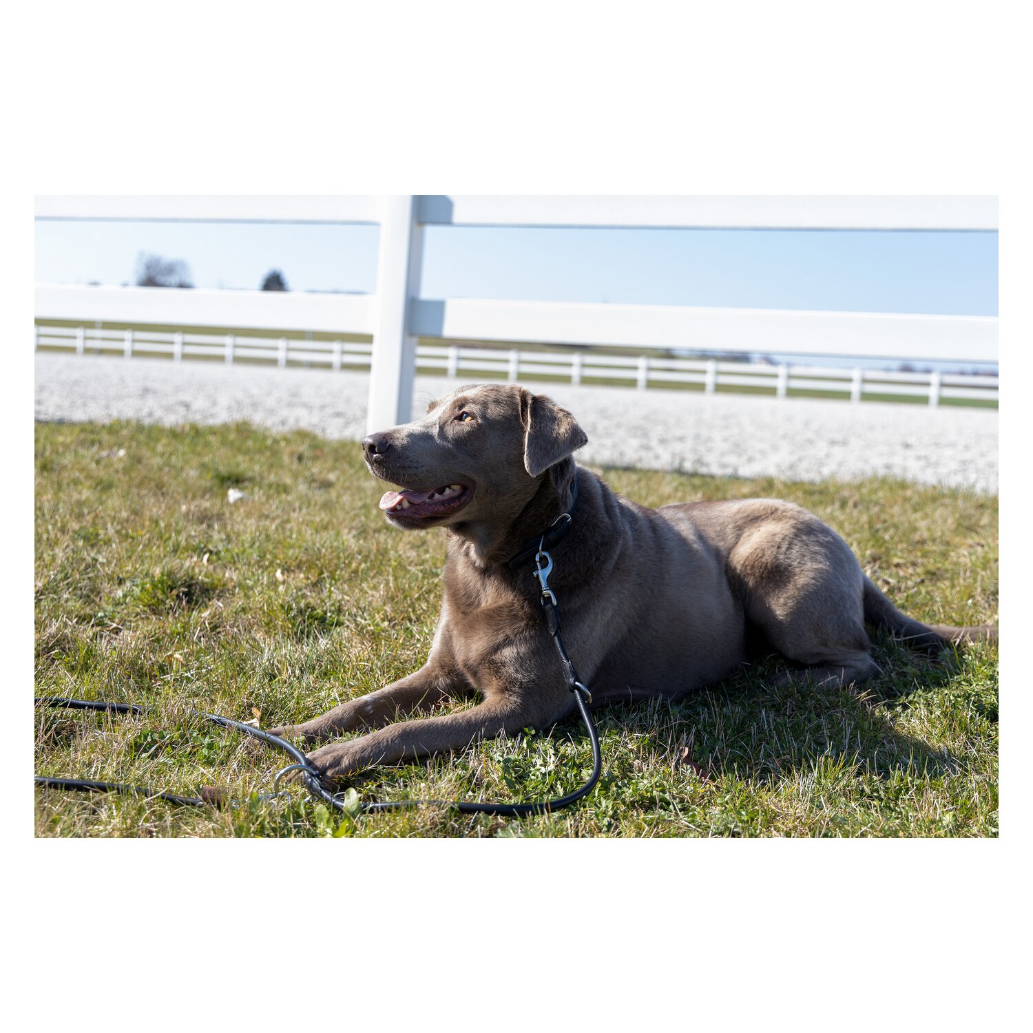pawberry Hundehalsband Lyon &ndash; Ansicht 5