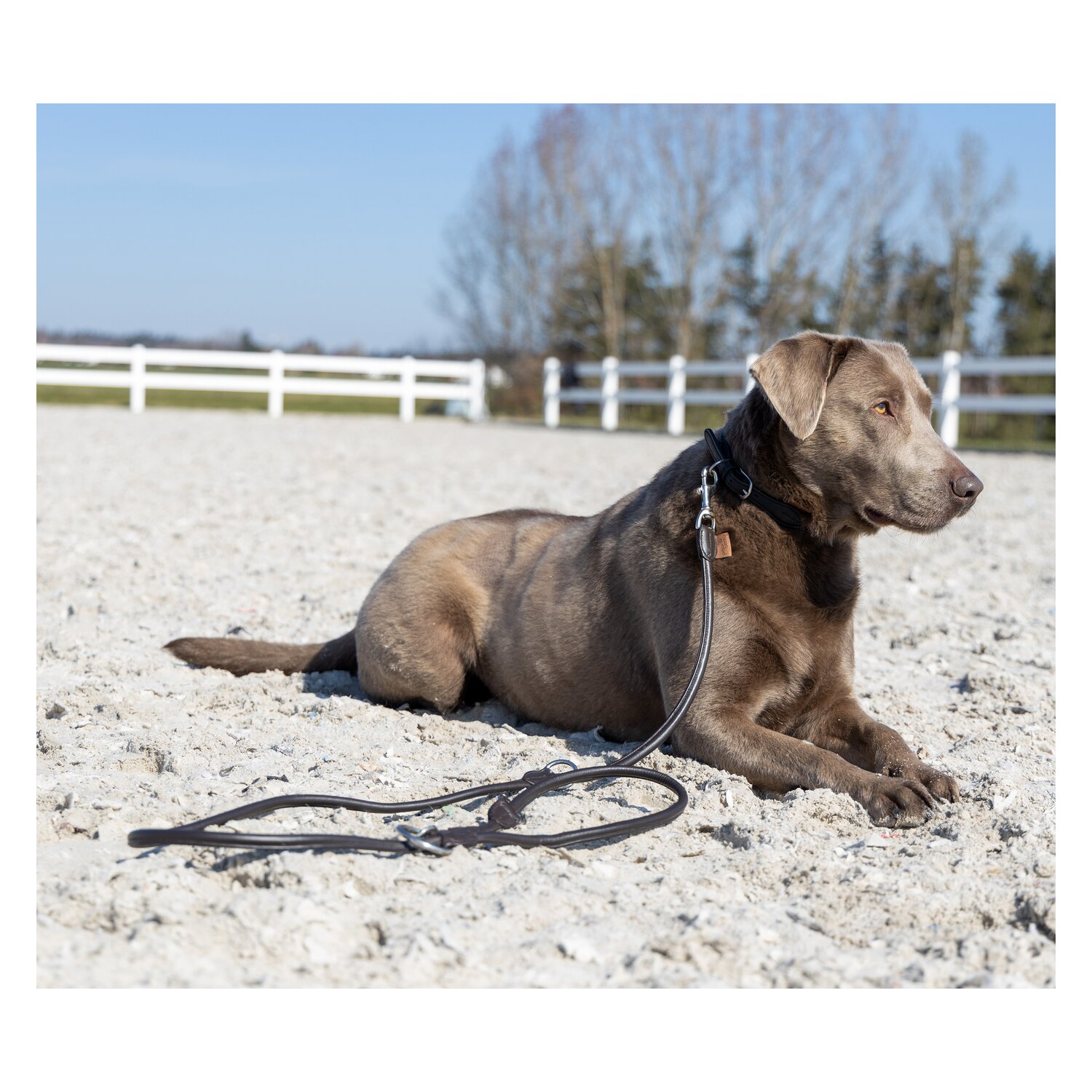 pawberry Hundehalsband Lyon &ndash; Ansicht 4