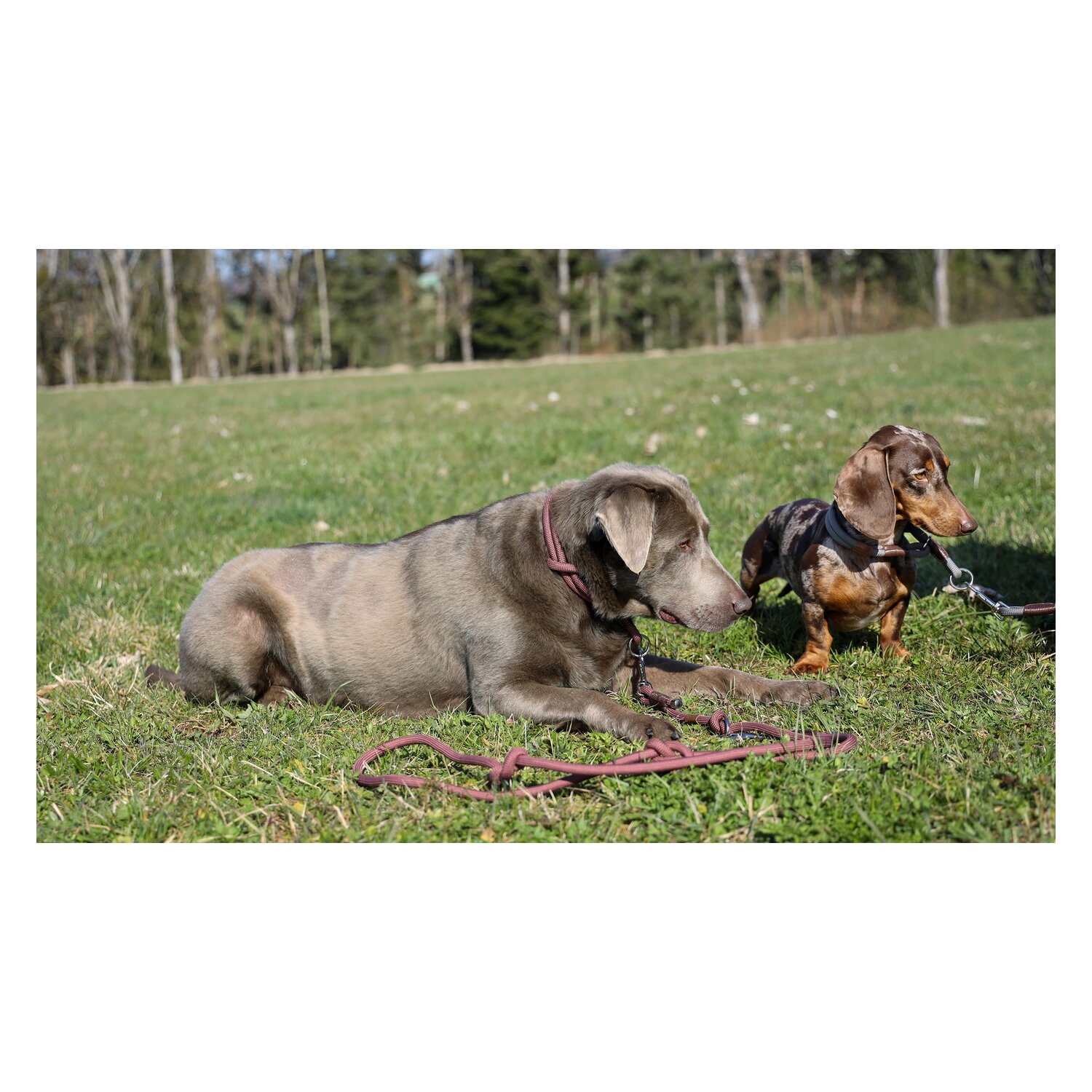 pawberry Hundeleine Oslo &ndash; Ansicht 2