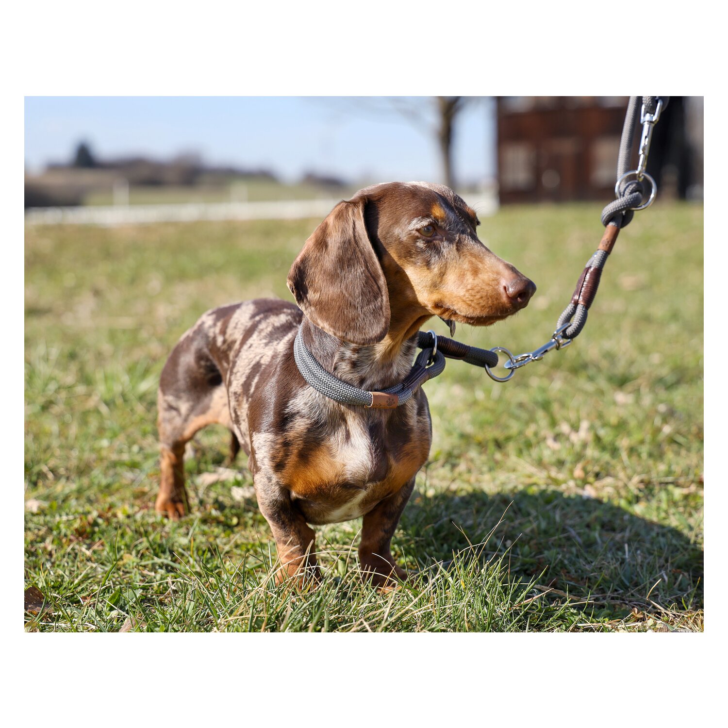 pawberry Hundeleine Oslo &ndash; Ansicht 3