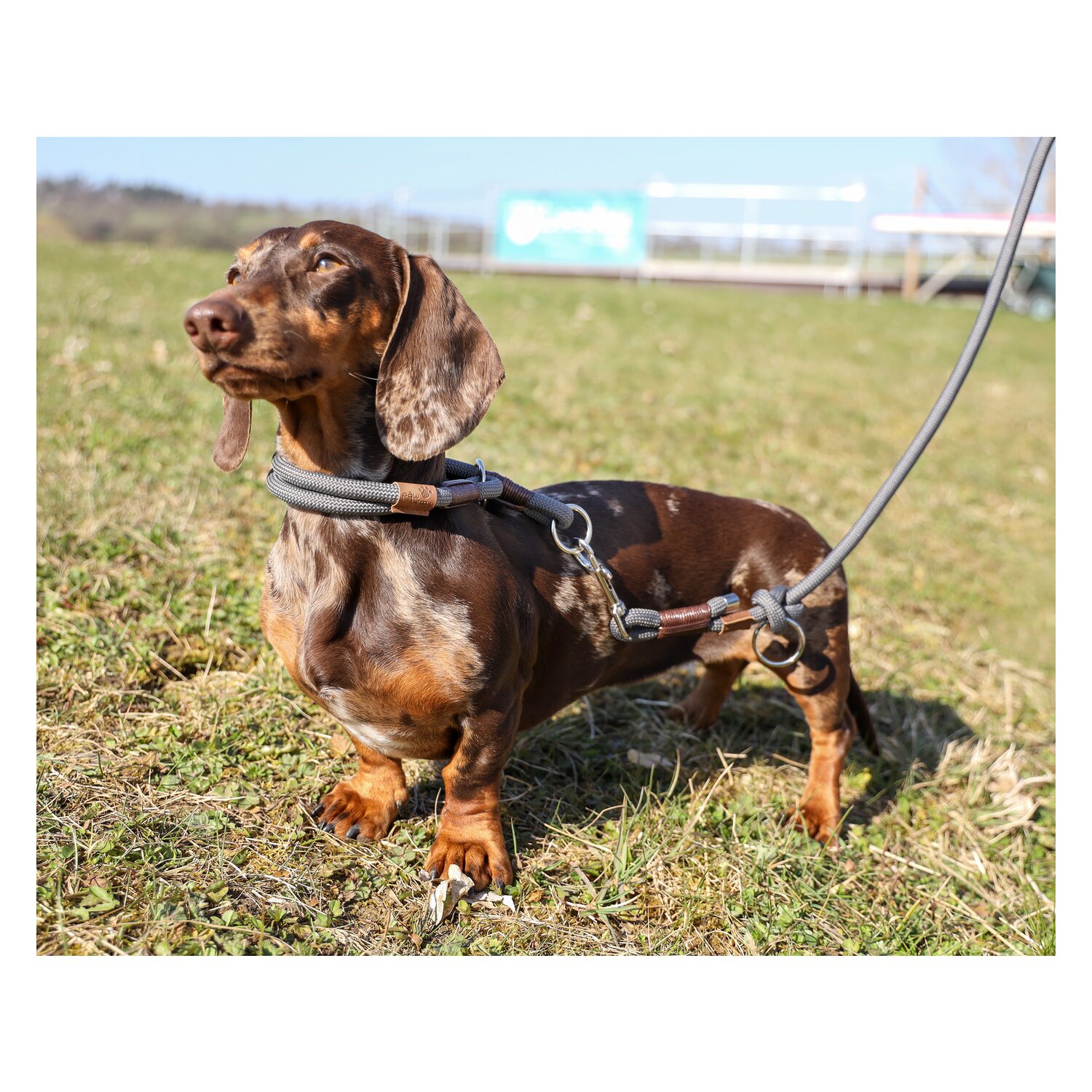 pawberry Hundeleine Oslo &ndash; Ansicht 5