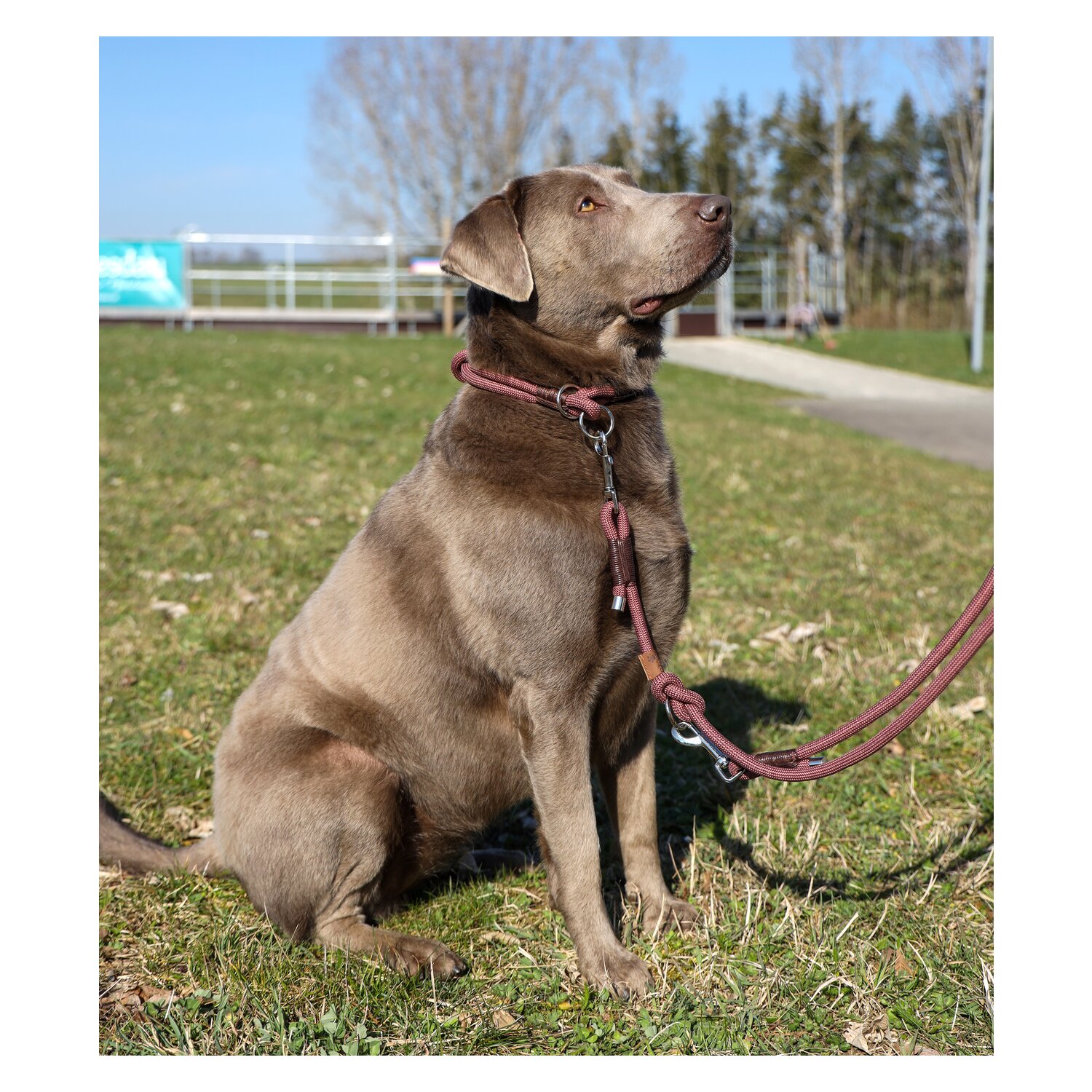 pawberry Hundeleine Oslo &ndash; Ansicht 3