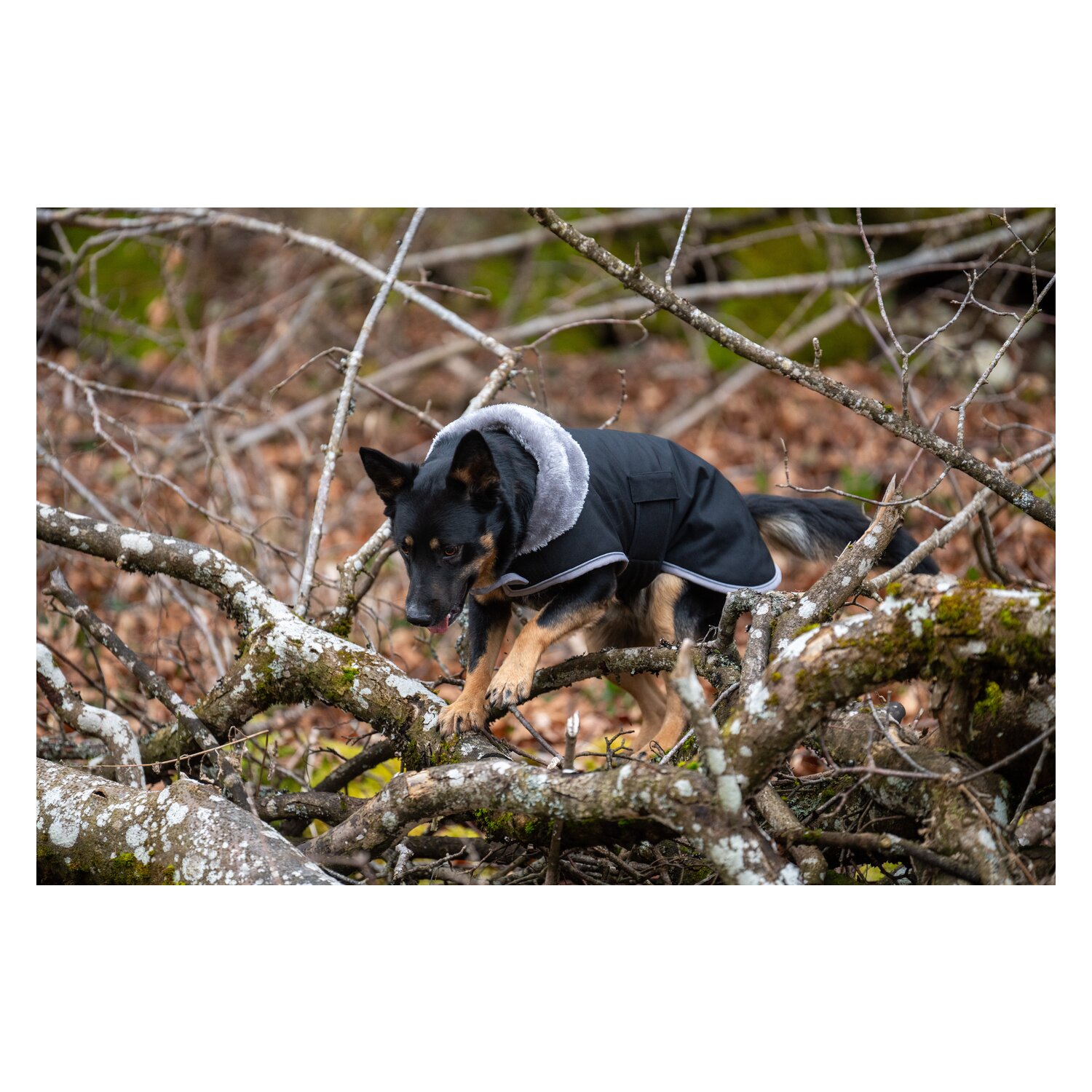 pawberry Hunde-Wintermantel Stockholm – Ansicht 7