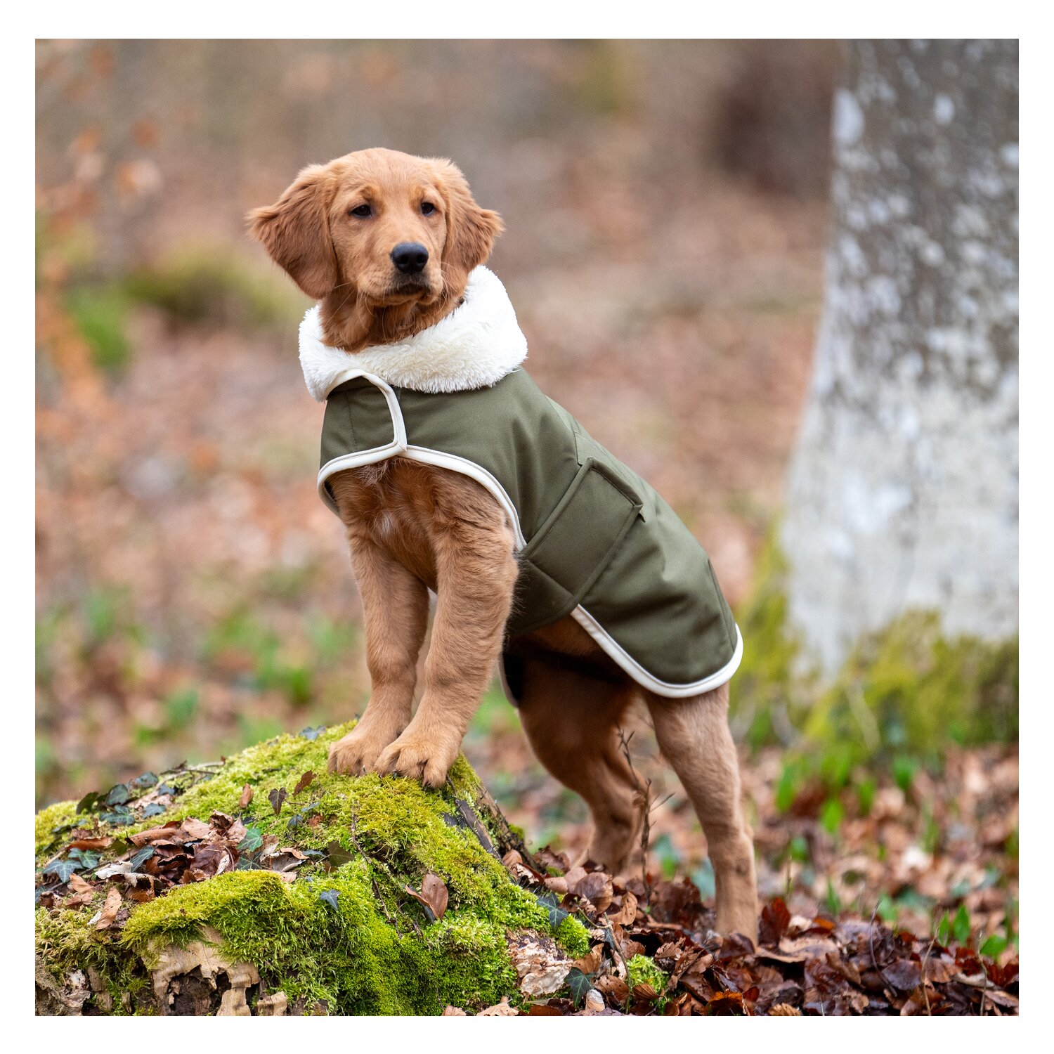 pawberry Hunde-Wintermantel Stockholm – Ansicht 1