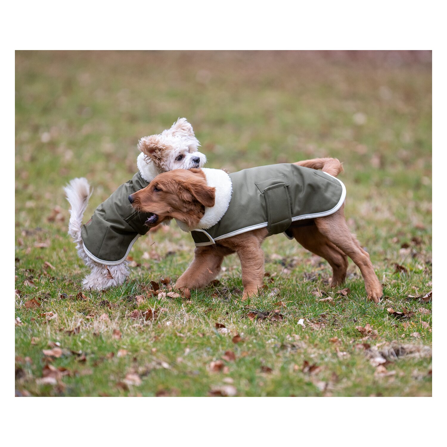 pawberry Hunde-Wintermantel Stockholm – Ansicht 8