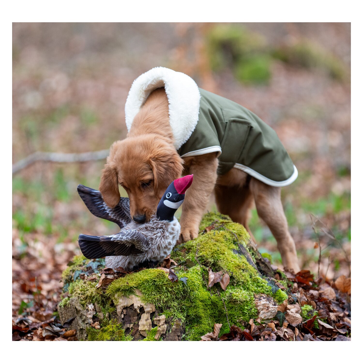 pawberry Hunde-Wintermantel Stockholm – Ansicht 9