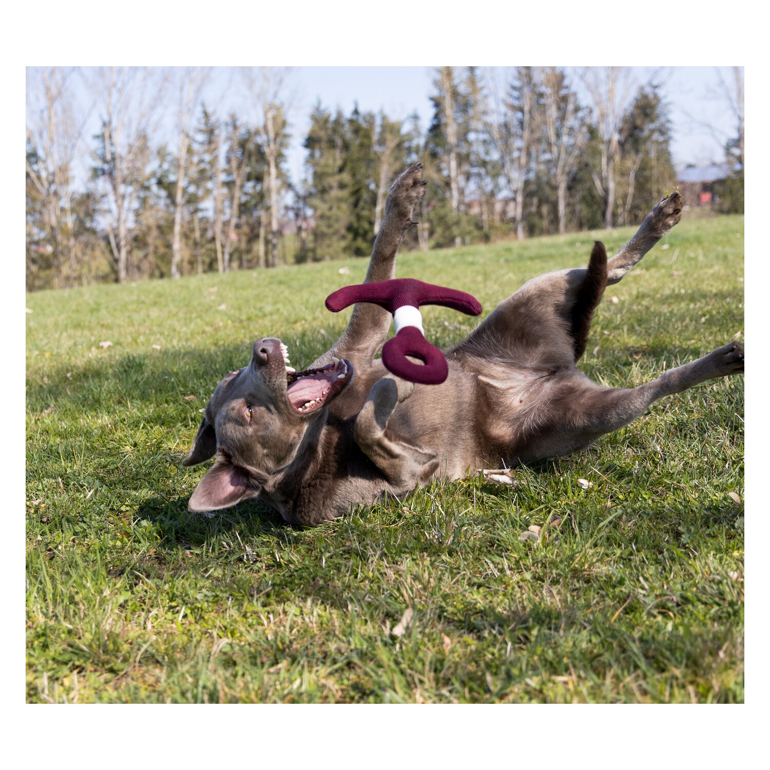 pawberry Hundespielzeug Anker &ndash; Ansicht 5