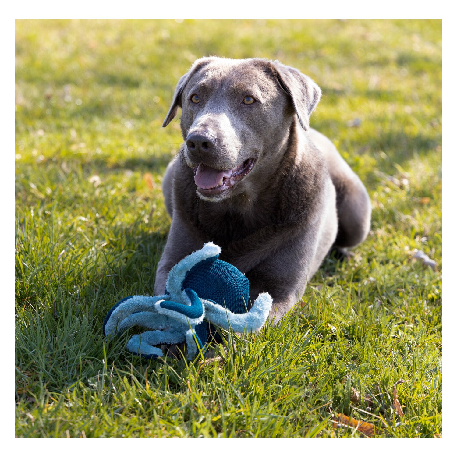 pawberry Hundespielzeug Krake &ndash; Ansicht 2