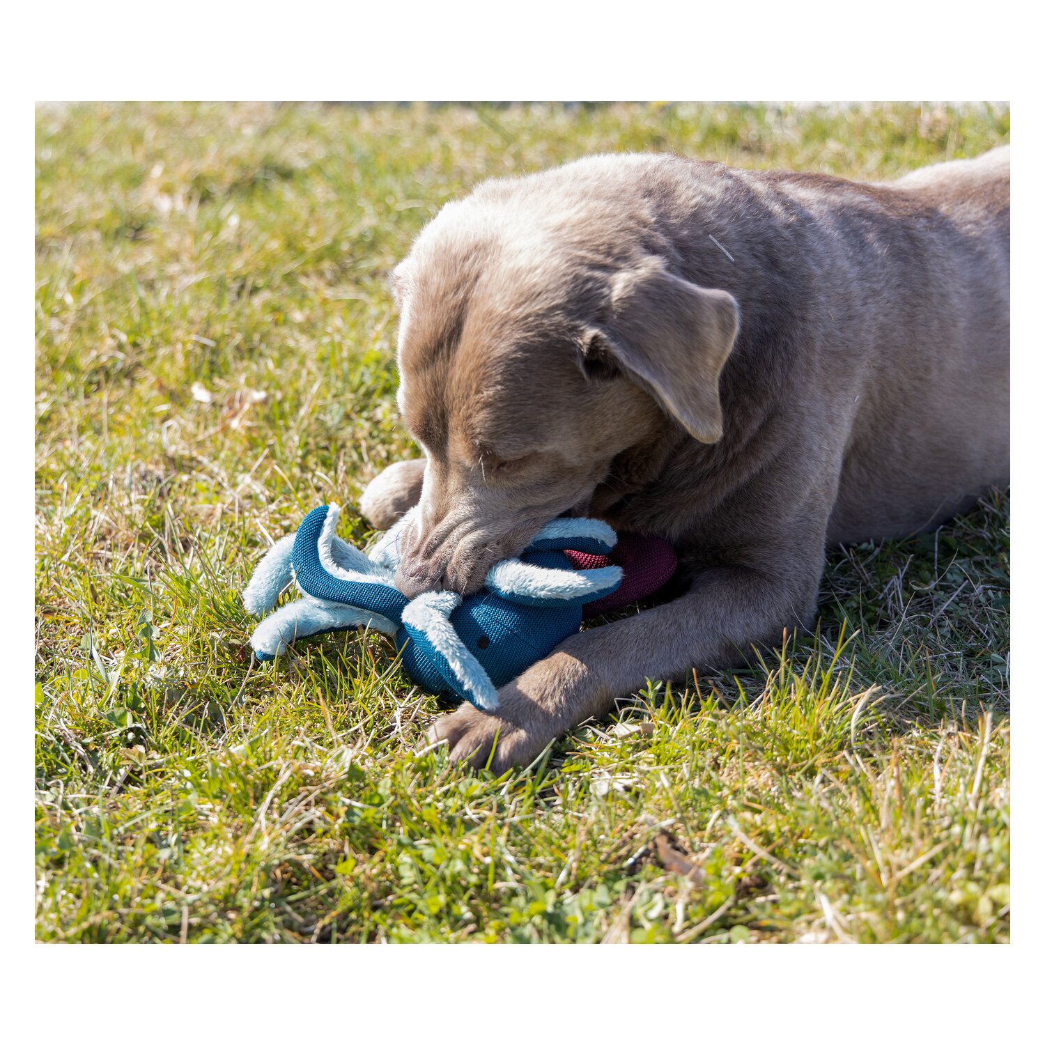 pawberry Hundespielzeug Krake &ndash; Ansicht 3
