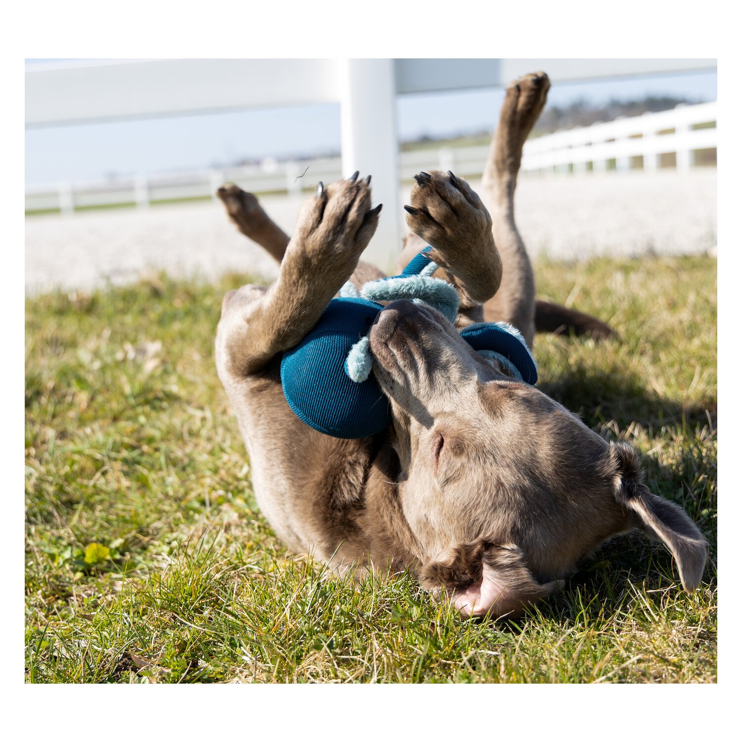 pawberry Hundespielzeug Krake &ndash; Ansicht 4