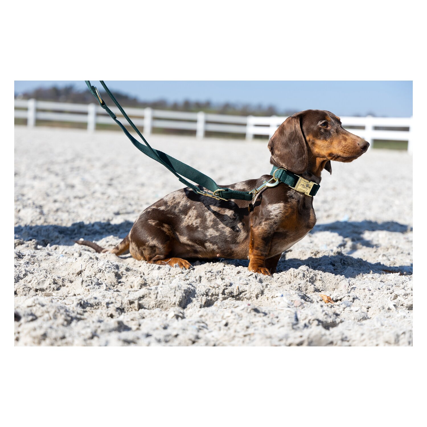 pawberry Hundehalsband Valencia &ndash; Ansicht 5