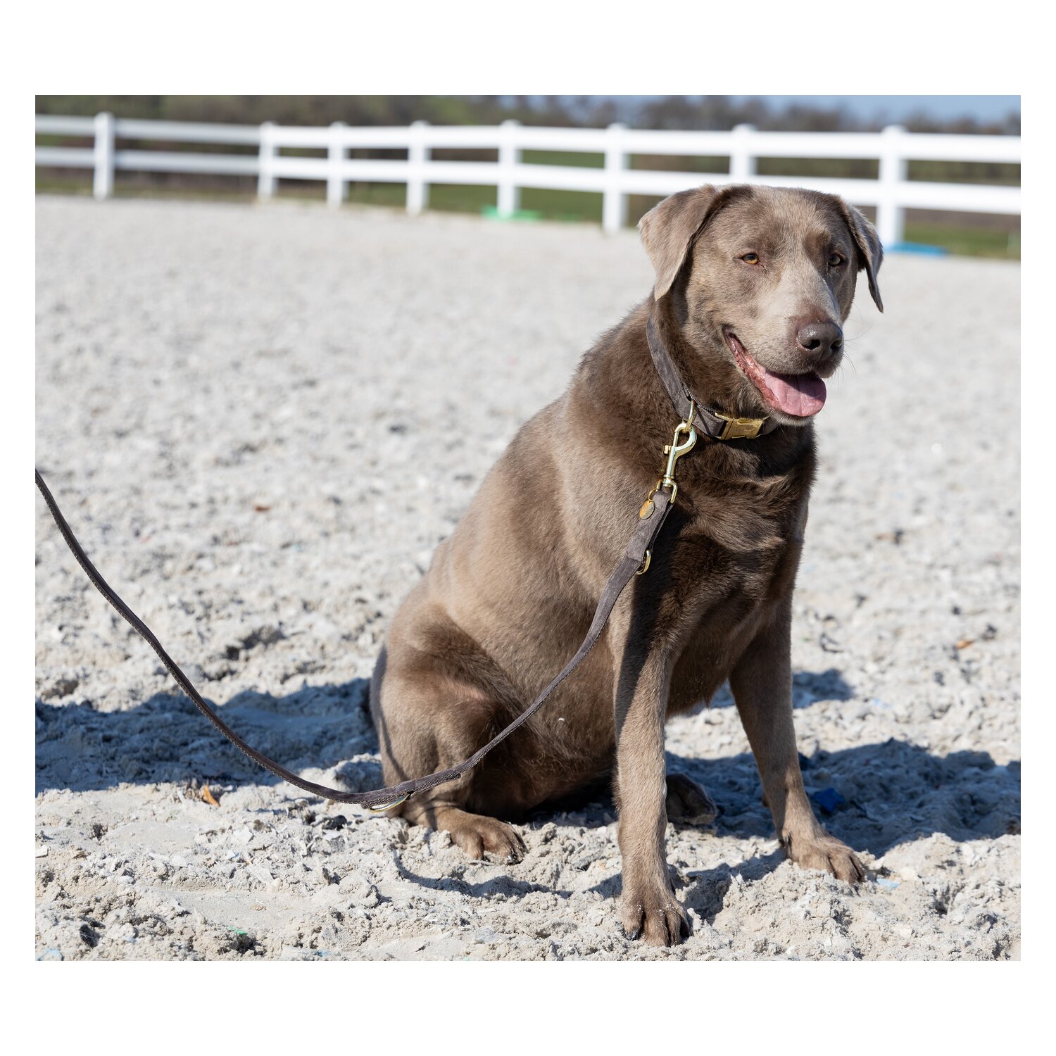 pawberry Hundehalsband Valencia &ndash; Ansicht 9