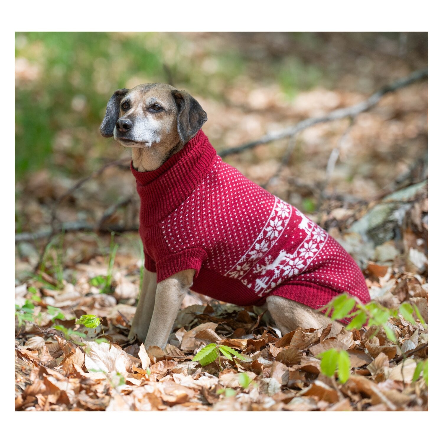 pawberry Hundepullover Helsinki &ndash; Ansicht 2