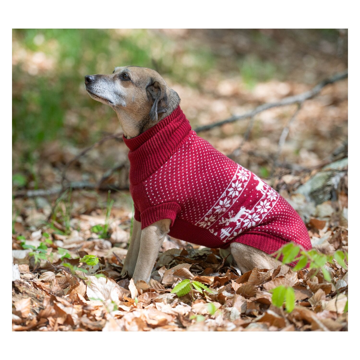 pawberry Hundepullover Helsinki &ndash; Ansicht 3