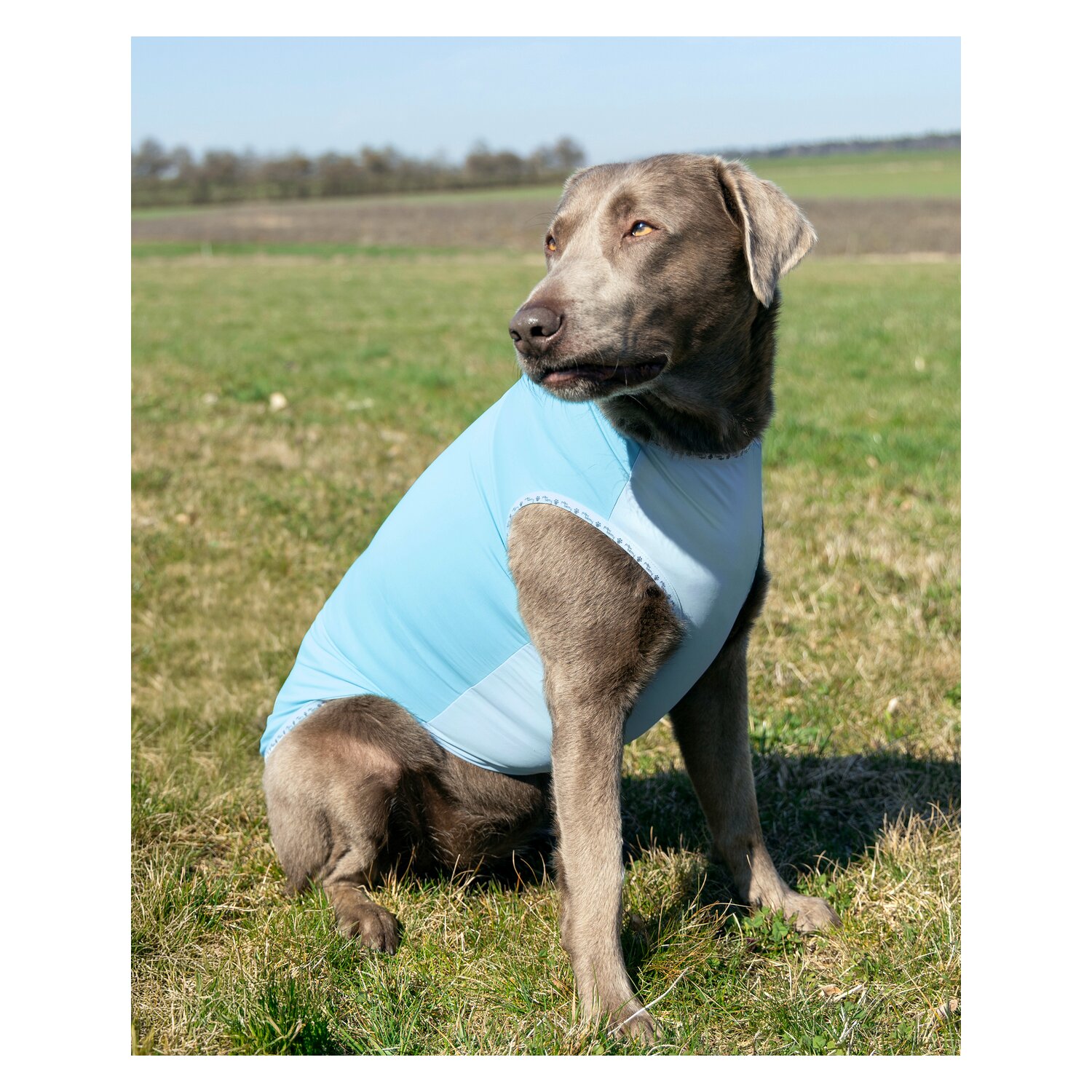 pawberry Hunde-Kühlweste Porto &ndash; Ansicht 3