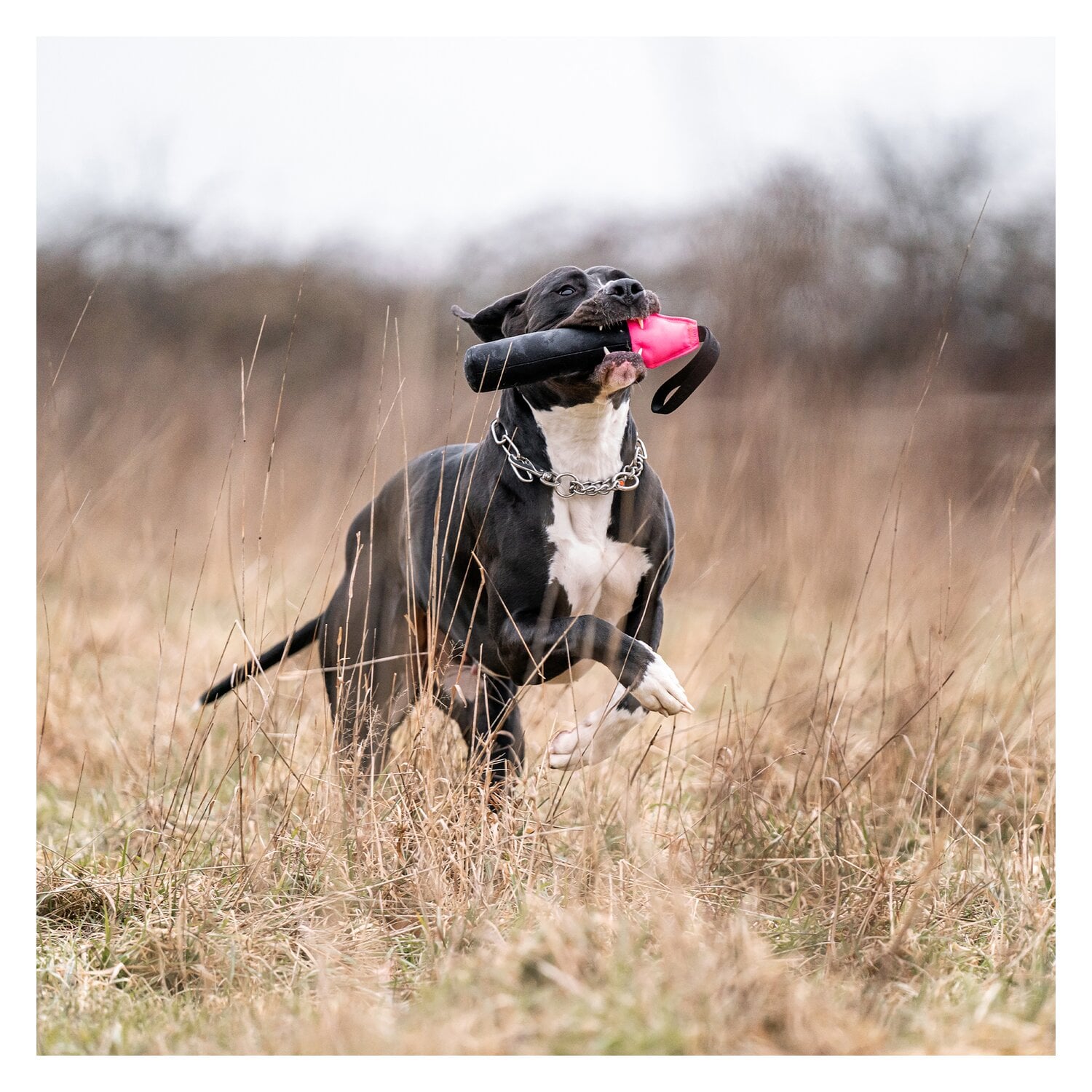 SPRENGER Hundespielzeug Dummy &ndash; Ansicht 4