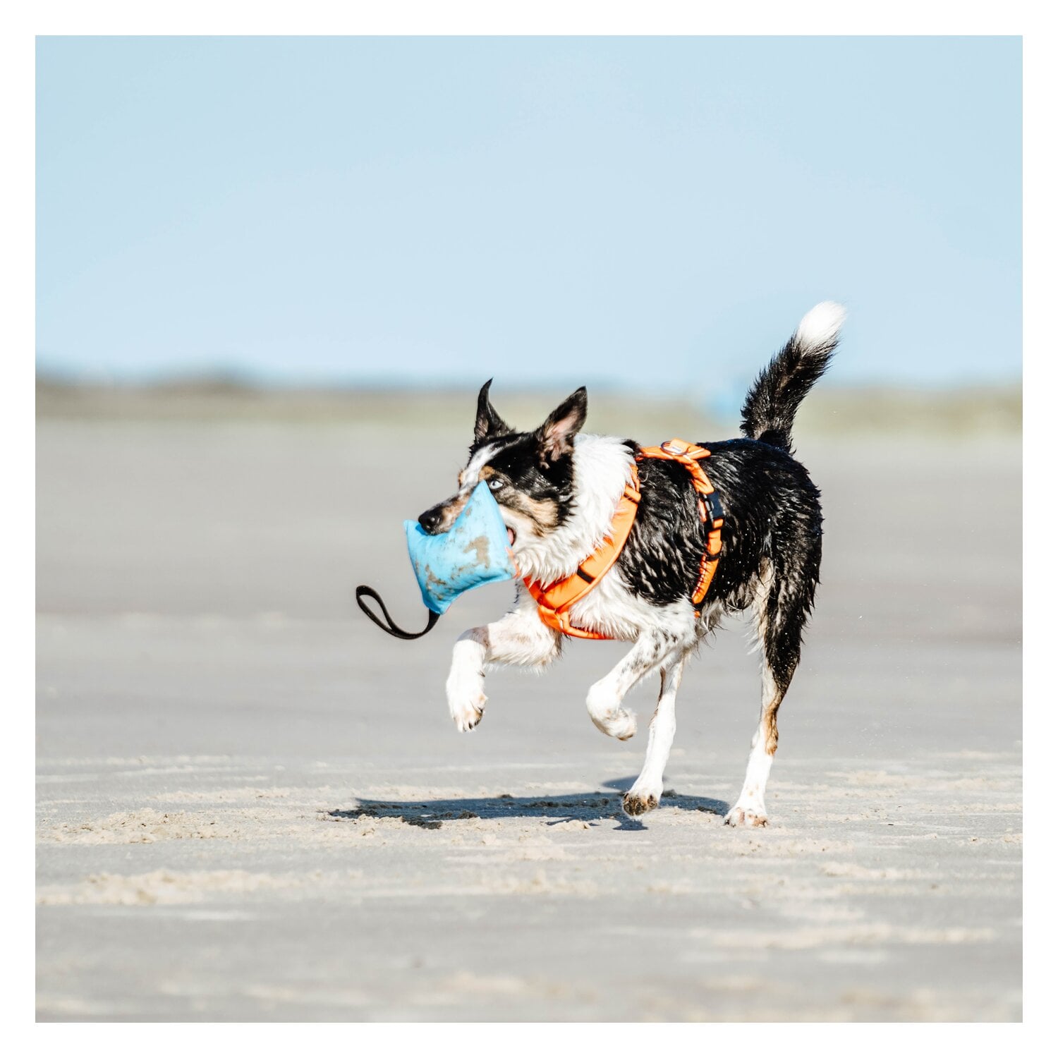 SPRENGER Hundespielzeug Kissen &ndash; Ansicht 4