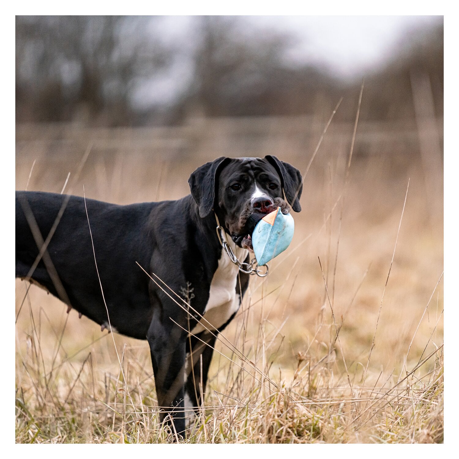 SPRENGER Hundespielzeug Kissen &ndash; Ansicht 5