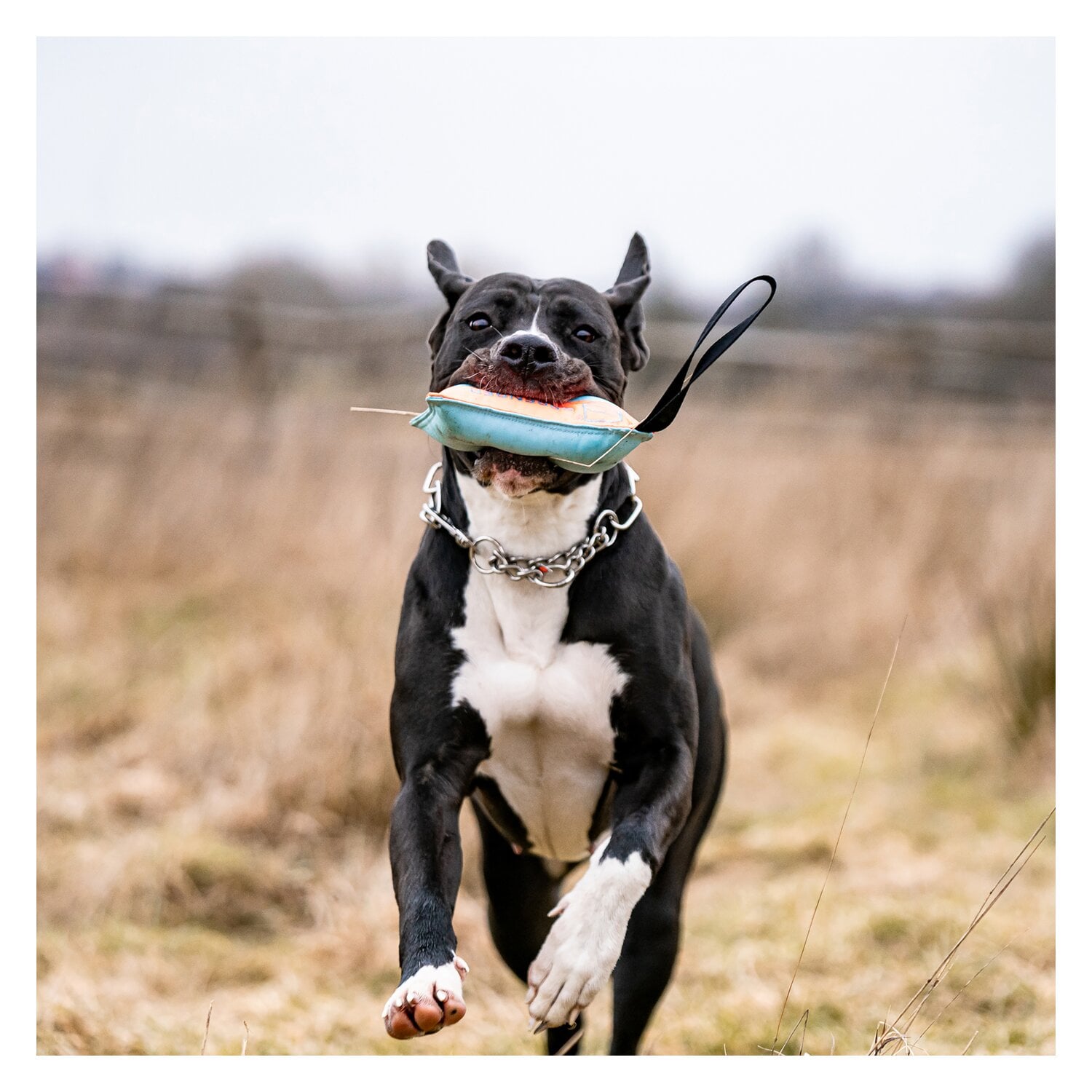 SPRENGER Hundespielzeug Kissen &ndash; Ansicht 7