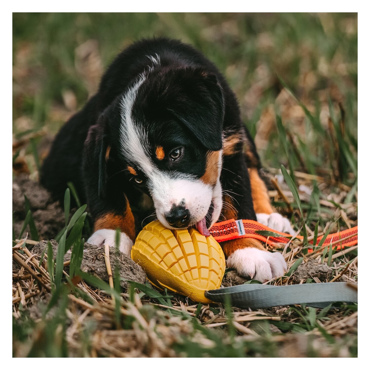 SPRENGER Hundespielzeug Mango &ndash; Ansicht 6