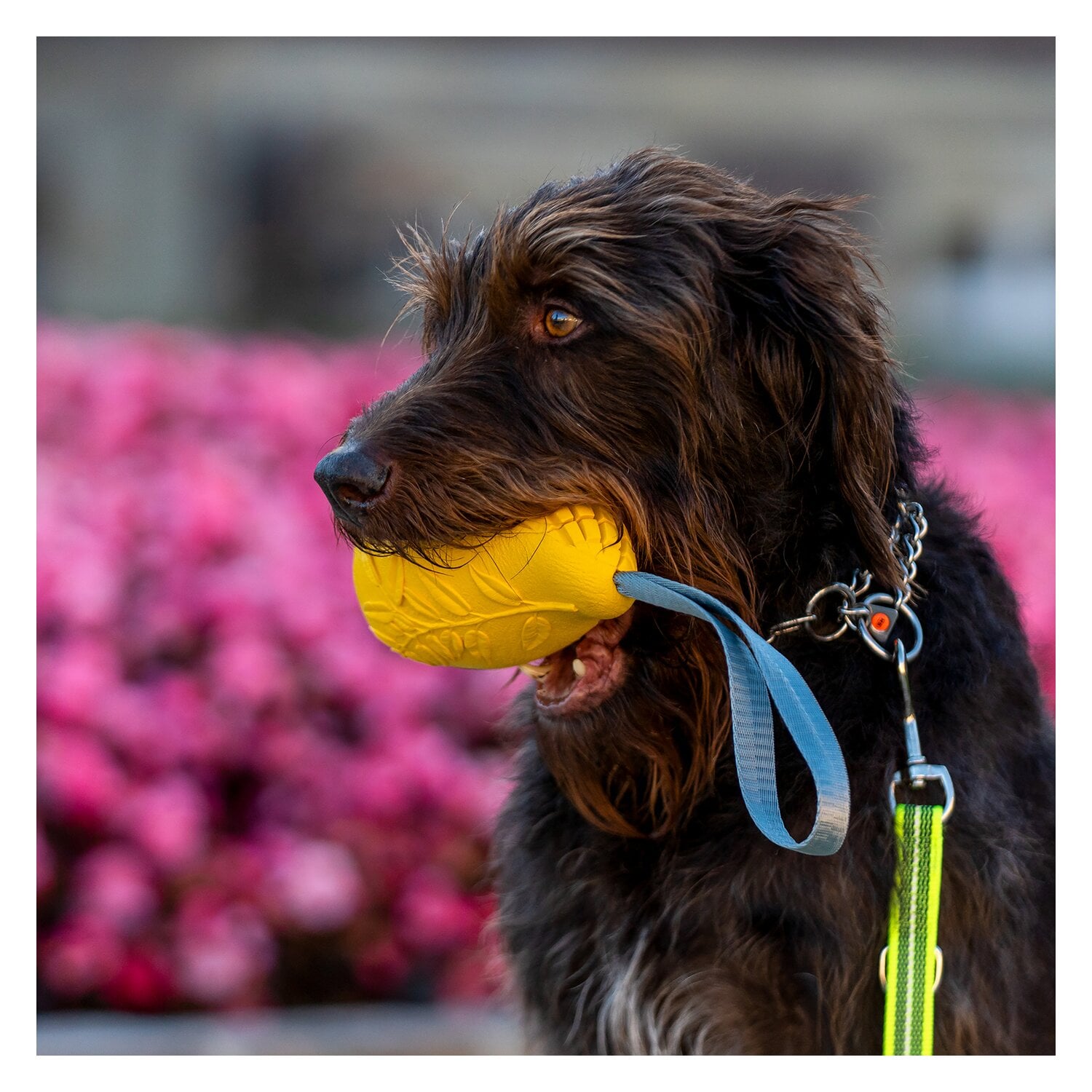 SPRENGER Hundespielzeug Mango &ndash; Ansicht 7