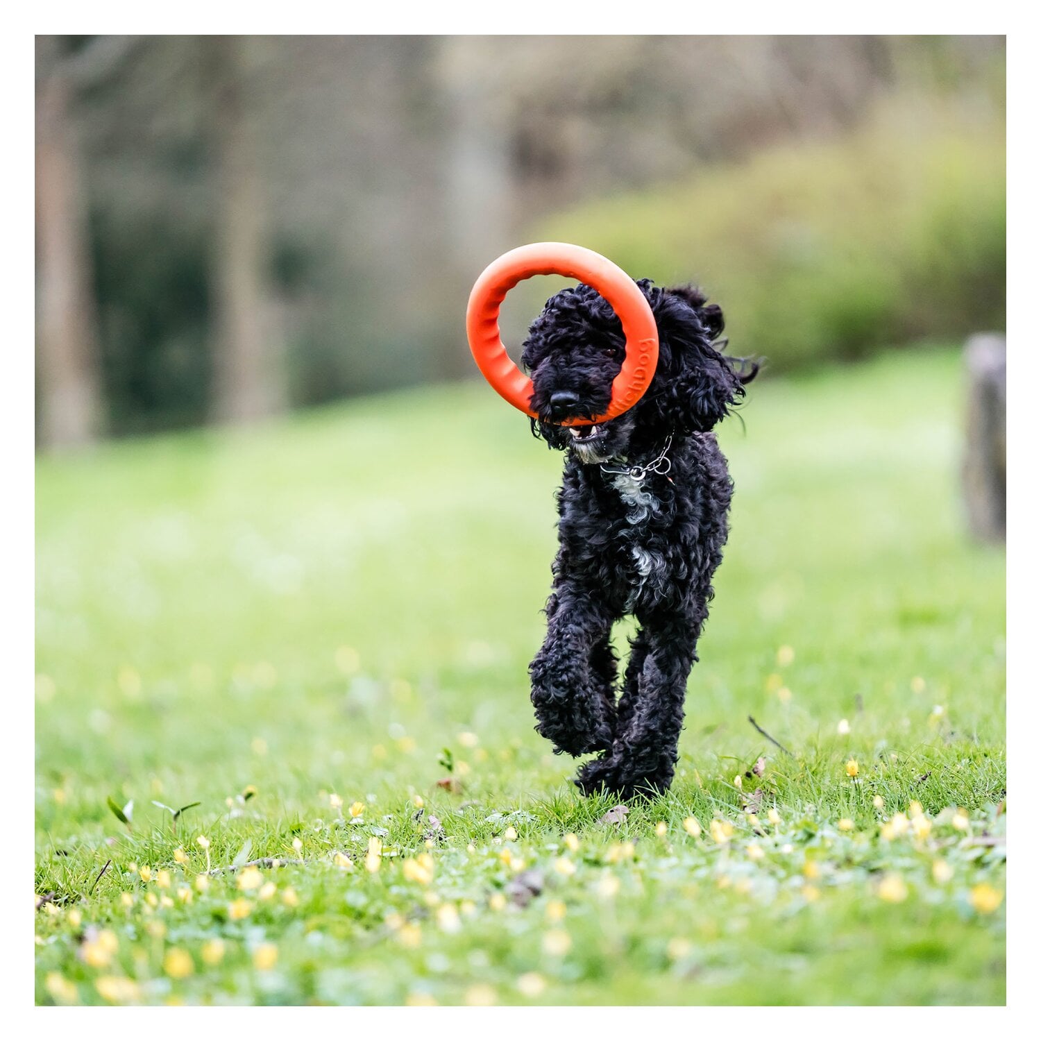 SPRENGER Wurfring &ndash; Ansicht 5