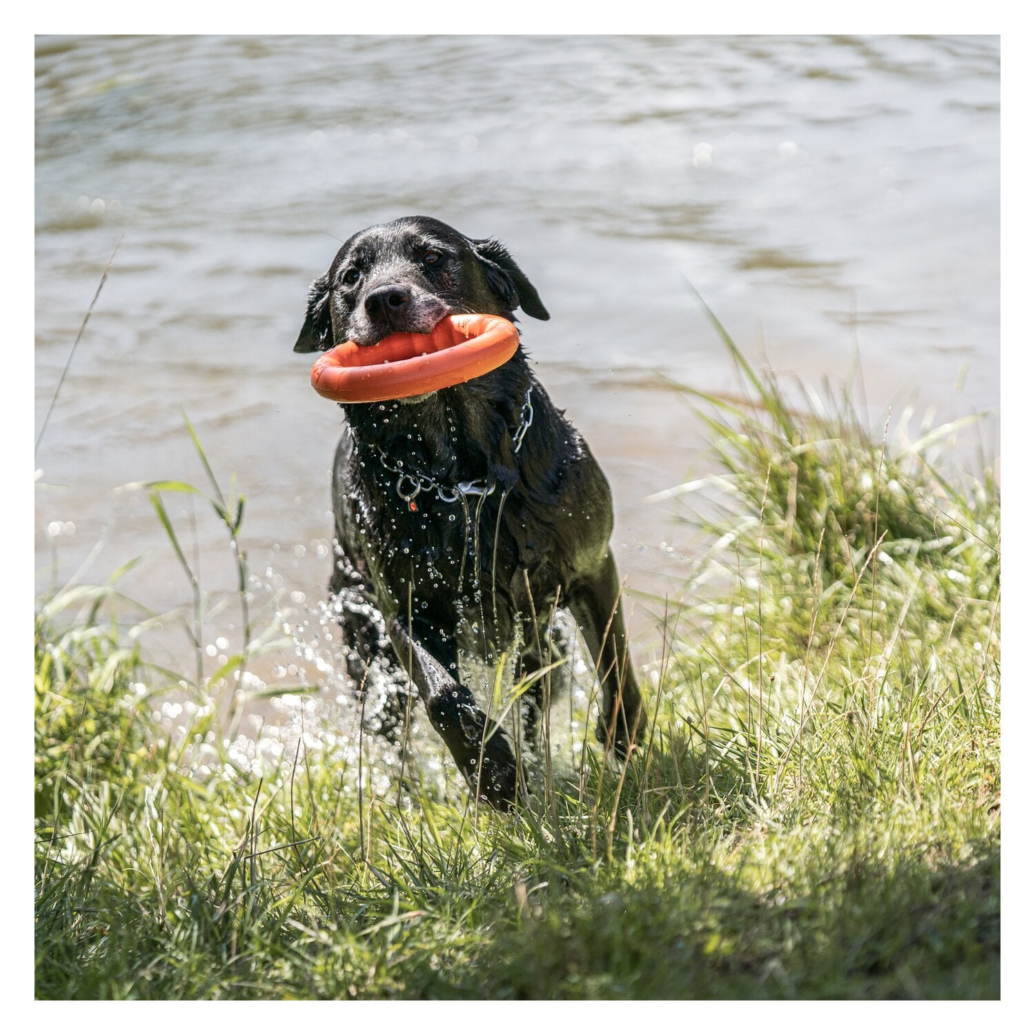 SPRENGER Wurfring &ndash; Ansicht 7