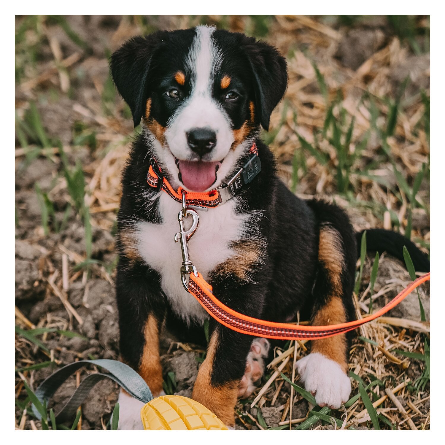 SPRENGER Gummierte Hundeleine mit Handschlaufe &ndash; Ansicht 3