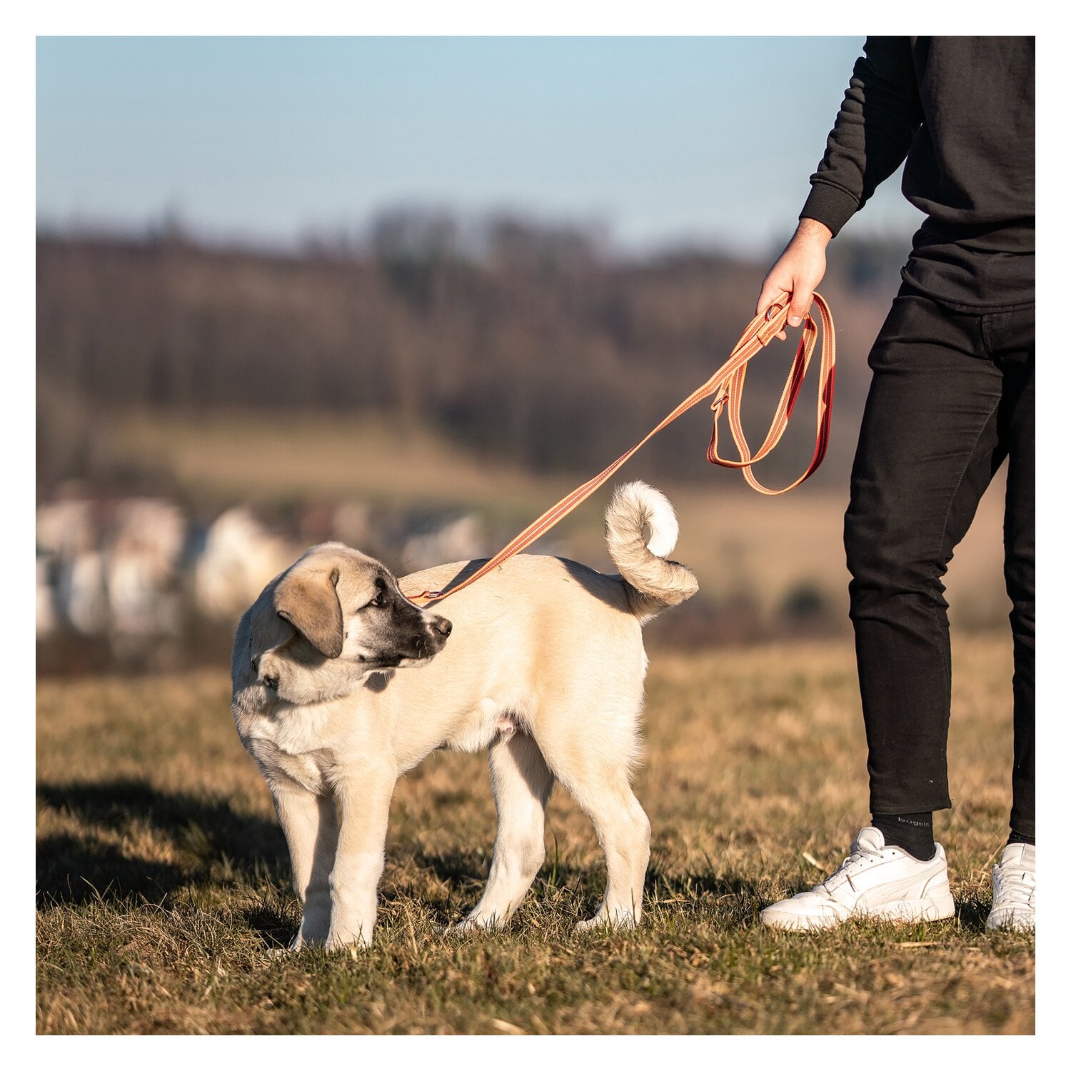 SPRENEGR Gummierte Hundeleine, 3- fach verstellbar, SPRENGER &ndash; Ansicht 5