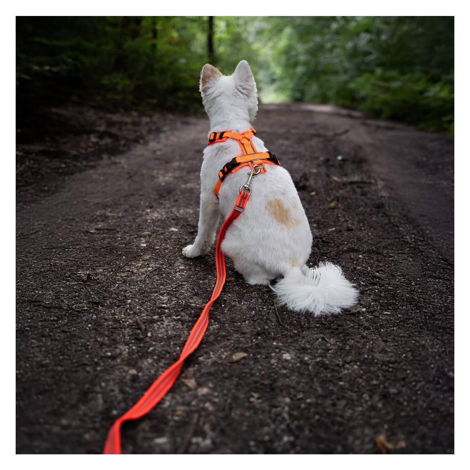 SPRENGER Gummierte Schleppleine mit Handschlaufe &ndash; Ansicht 1