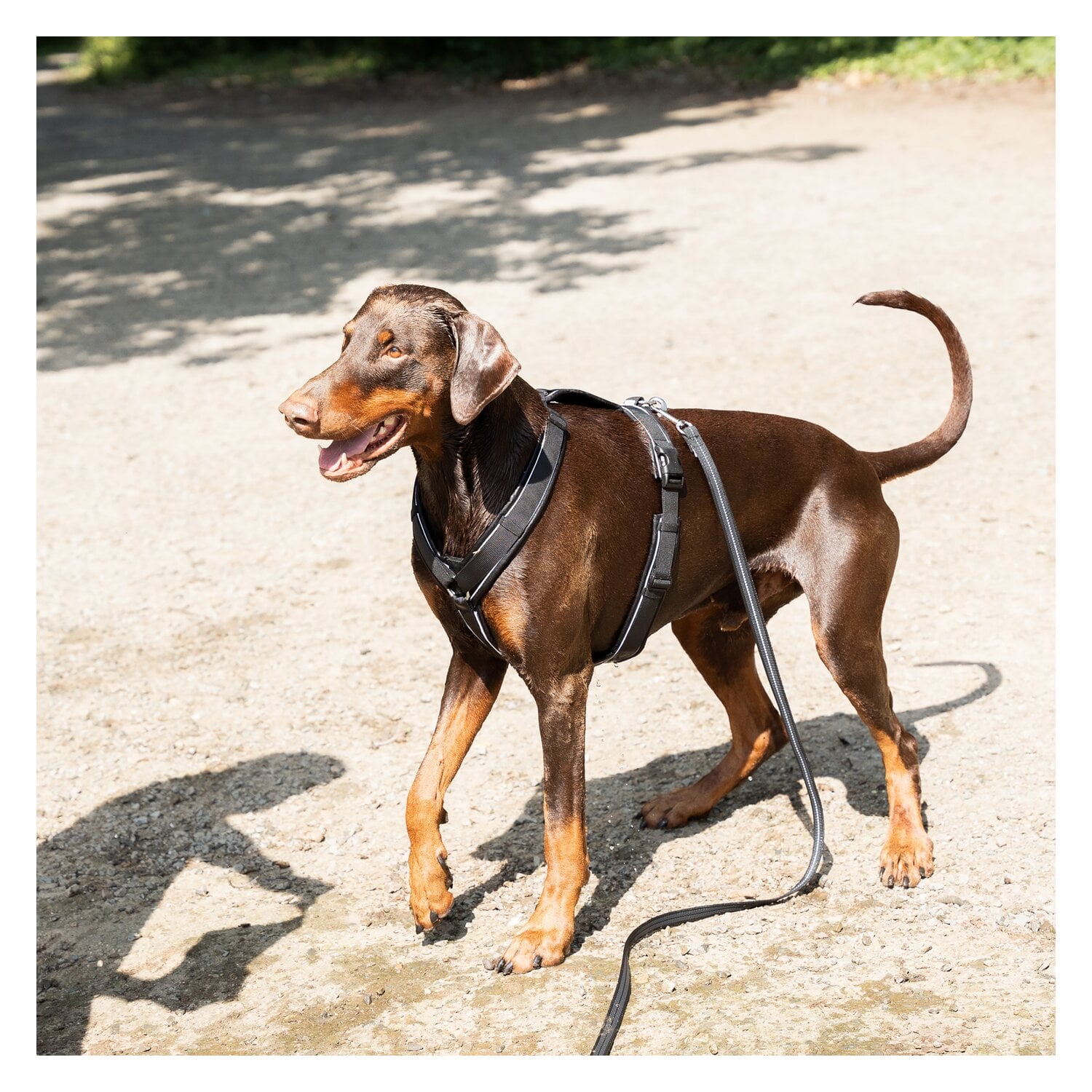 SPRENGER Gummierte Schleppleine mit Handschlaufe &ndash; Ansicht 2